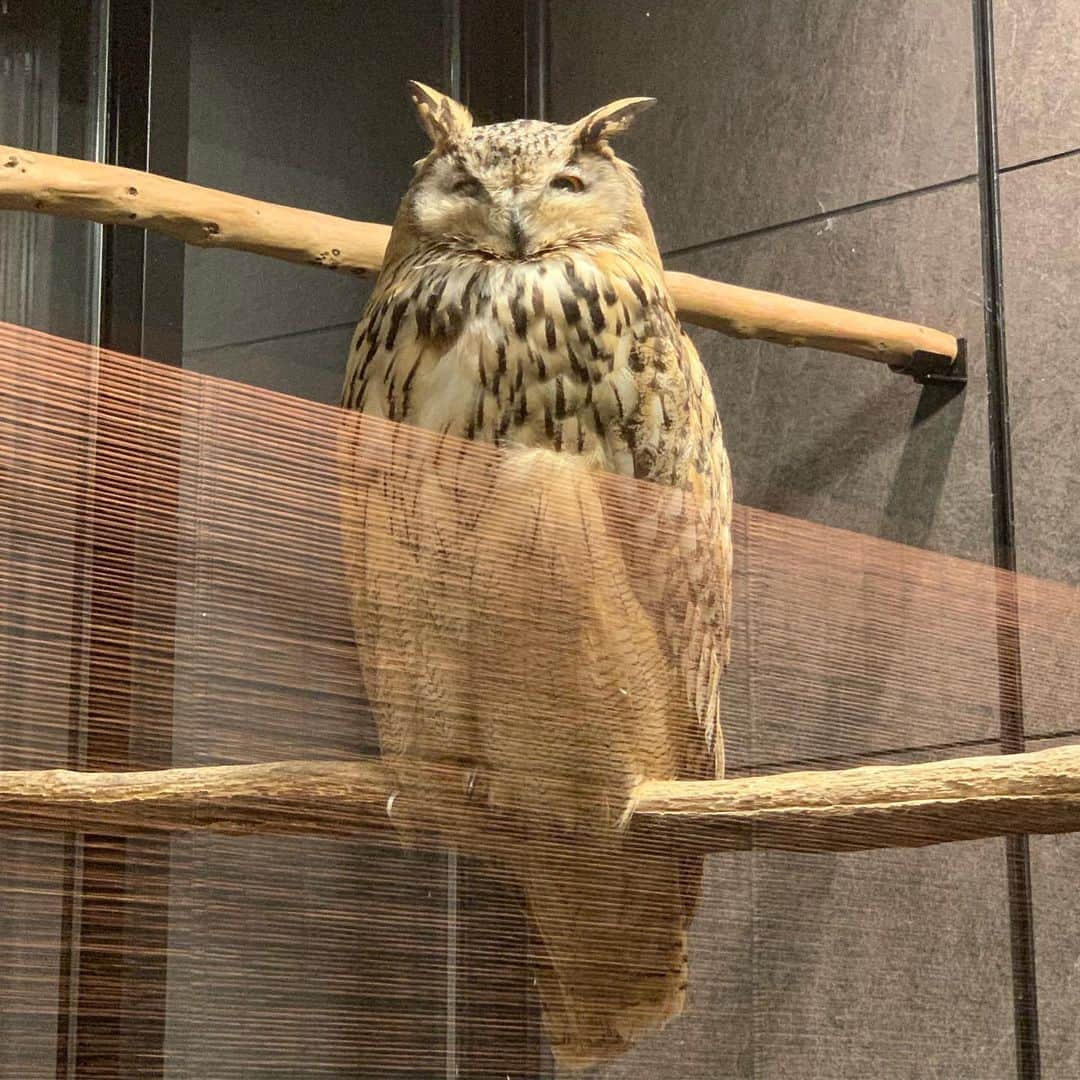 のインスタグラム：「龍さんかな？吟さんかな？」