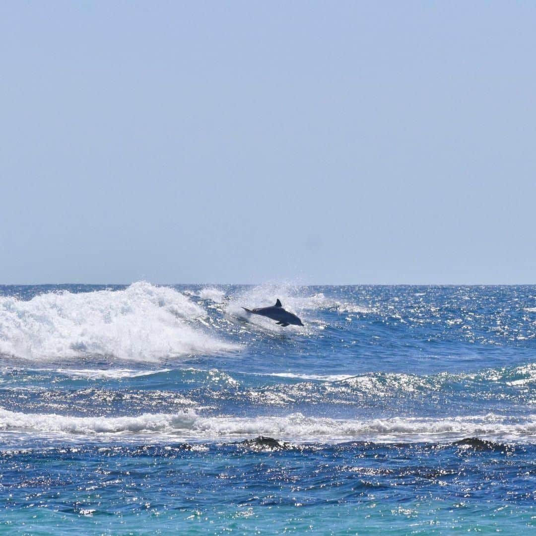 Lonely Planetのインスタグラム：「'As well as stingrays at Hamelin Bay, you’re likely to see dolphins enjoying the surf in Margaret River. Between June and November, you might be lucky enough to spot whales, as humpback and blue whales migrate from Antarctica along the coast every year.' – @alovelyplanet -- That's all for this weekend's takeover! Check out @alovelyplanet for more of Hayley’s snaps, and tap our bio link to find out why Margaret River and Southern WA topped our #BestinAsiaPacific list for 2019! #Australia」