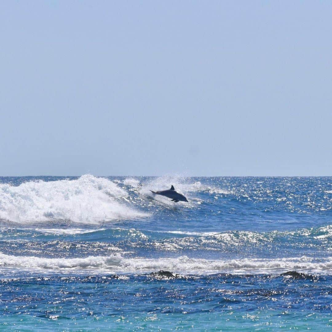 Lonely Planetさんのインスタグラム写真 - (Lonely PlanetInstagram)「'As well as stingrays at Hamelin Bay, you’re likely to see dolphins enjoying the surf in Margaret River. Between June and November, you might be lucky enough to spot whales, as humpback and blue whales migrate from Antarctica along the coast every year.' – @alovelyplanet -- That's all for this weekend's takeover! Check out @alovelyplanet for more of Hayley’s snaps, and tap our bio link to find out why Margaret River and Southern WA topped our #BestinAsiaPacific list for 2019! #Australia」9月2日 2時00分 - lonelyplanet