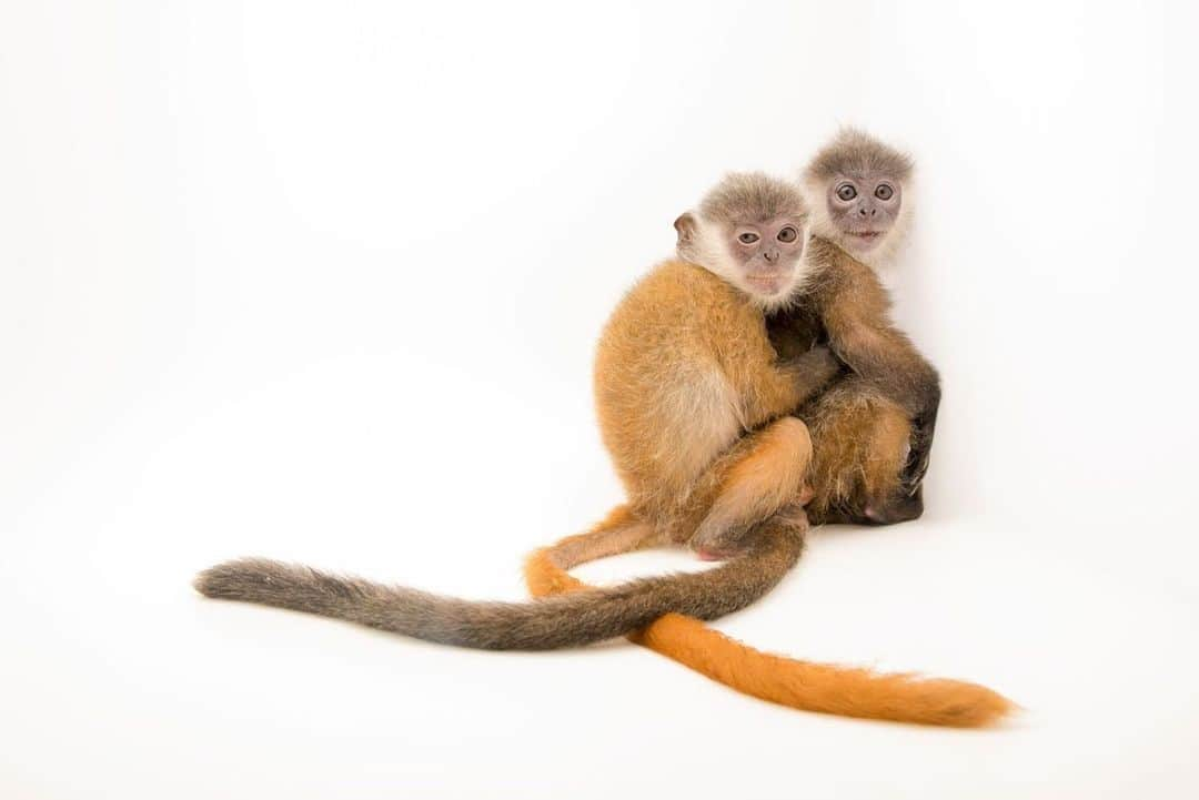 Joel Sartoreさんのインスタグラム写真 - (Joel SartoreInstagram)「A pair of baby Indochinese silvered langurs cling to one another at @ACCB_cambodia in Siem Reap, Cambodia. Like many primate species, these langurs face a number of threats in the wild, including logging, poaching, and capture for the illegal pet trade. Infants much younger than these two are often captured in the wild and sold as pets, then given away to wildlife rescue centers like the Angkor Centre for Conservation Biodiversity (ACCB) once the monkeys begin to grow and people realize they can't care for them. The ACCB gives animals like these rescued youngsters a second chance at life, helping them to learn and develop the skills they will need to survive in the wild. The hope is that one day they will be independent enough to be released back into the wild. #langurs #primate #endangeredspecies #notapet #primateday #PhotoArk #savetogether」9月2日 2時42分 - joelsartore