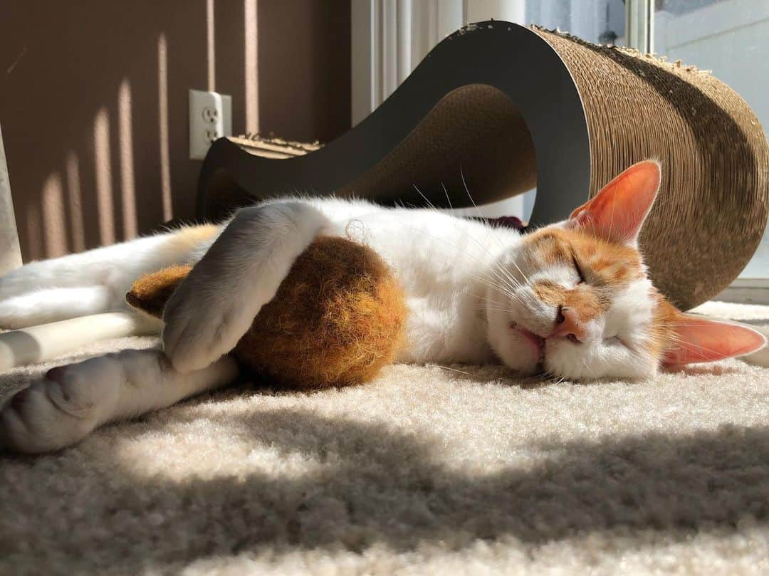 Richard Kittyさんのインスタグラム写真 - (Richard KittyInstagram)「He fell asleep with his turkey leg toy 🧸」9月2日 2時49分 - richard_kitty