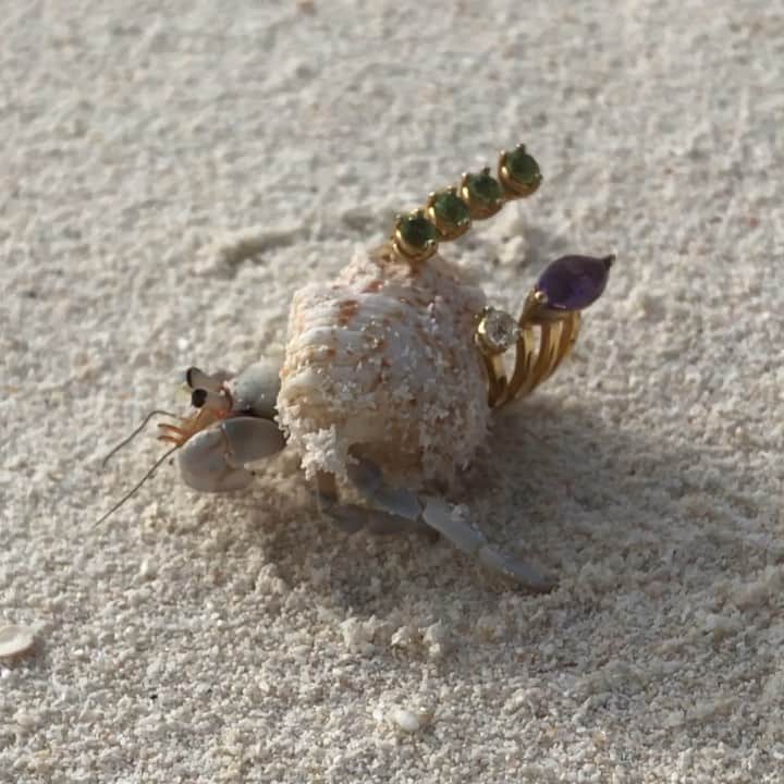のインスタグラム：「Farewell summer 🐚 ☀️🐚   #delfinadelettrez  #delfinarium」