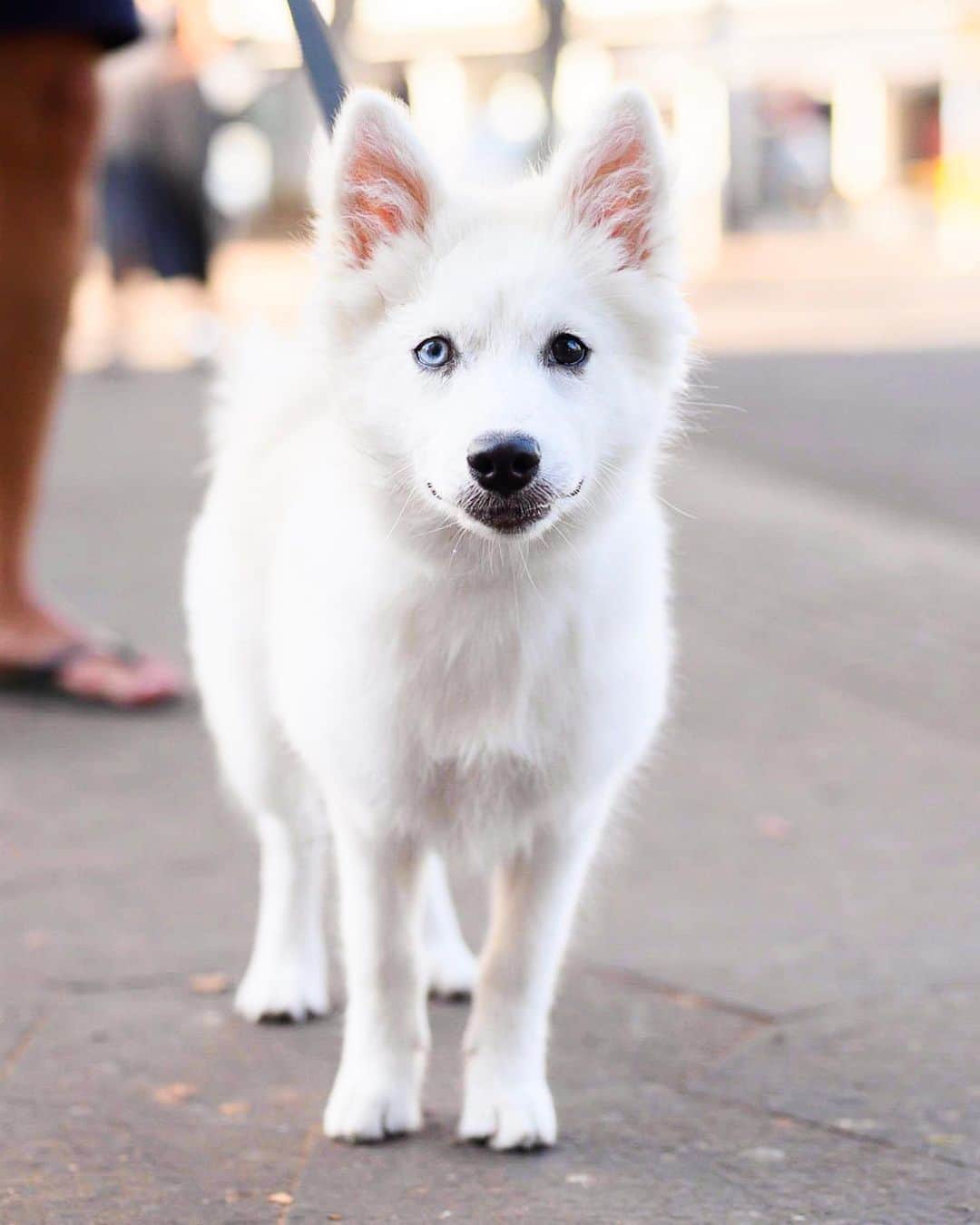 The Dogistさんのインスタグラム写真 - (The DogistInstagram)「Pita, Pomsky (4 m/o), Dizengoff Square, Tel Aviv, Israel • “Has she destroyed anything? What you want?”」9月2日 2時51分 - thedogist