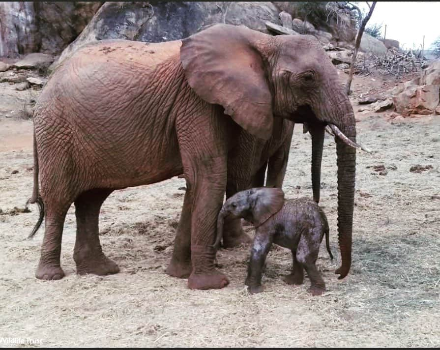 クリスティン・デイヴィスさんのインスタグラム写真 - (クリスティン・デイヴィスInstagram)「Big news in a perfect package!  Sunday 1st September began with the most beautiful surprise in Tsavo, when wild-living orphan Loijuk returned to our Ithumba stockades in the early hours to share with us her pride and joy - a newborn female calf whom we have named Lili.  I’m so excited for the newest wild born baby at @sheldricktrust . The second pic is Loijuk and I in 2014. To see her so big now and with her own little baby makes my heart leap with joy. The satisfaction of having elephants who were orphaned as little babies,then successfully have their own babies in the wild, Raising them with lots of help from their friends they grew up with at Sheldrick. It’s just so immensely gratifying !」9月2日 2時51分 - iamkristindavis