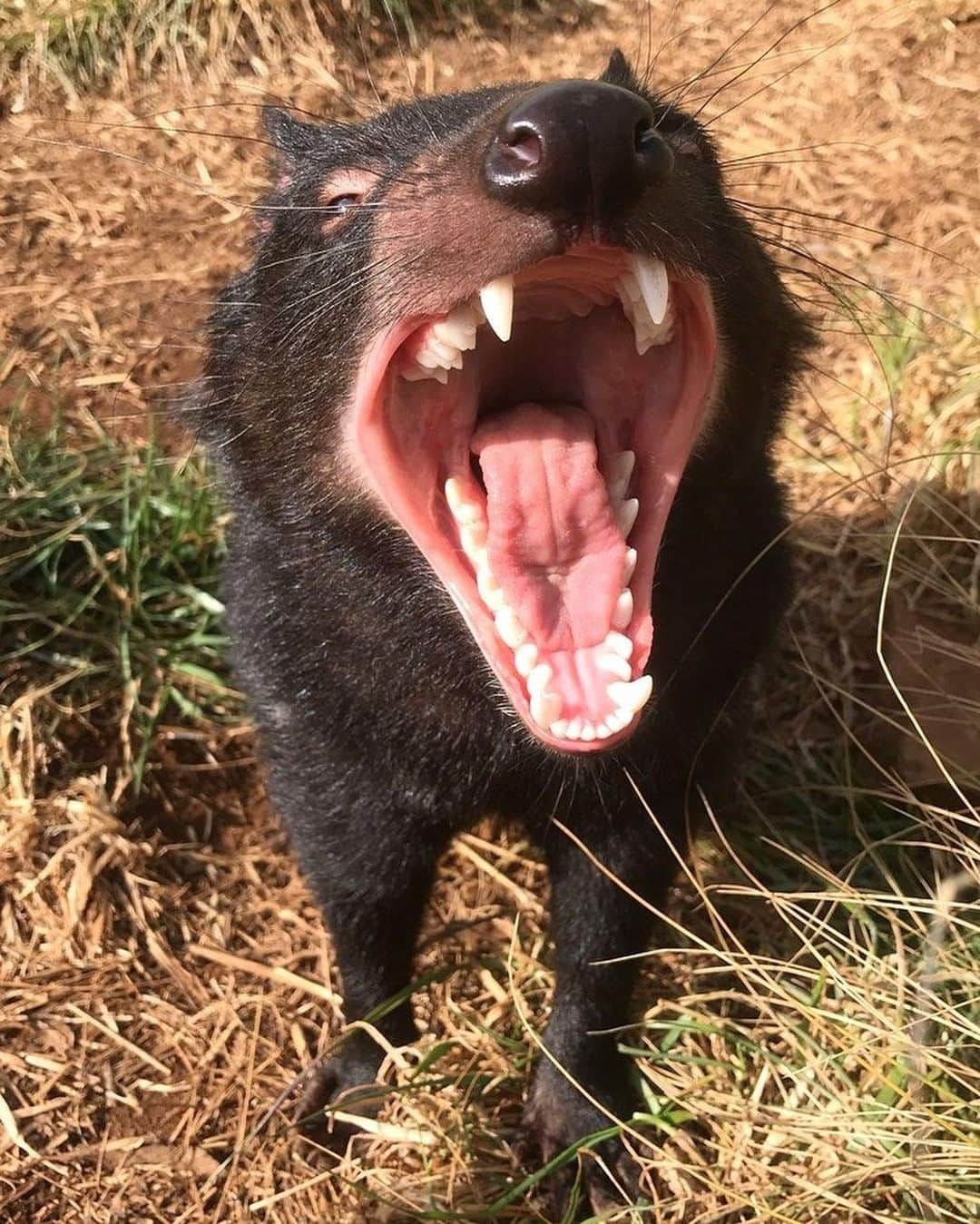 Australiaさんのインスタグラム写真 - (AustraliaInstagram)「No one talk to Tallow before her morning coffee! ☕ @renee17m caught this little #TasmanianDevil mid-yawn at @aussieark and we promise she’s one sweet-looking girl otherwise.😉 This #wildlife sanctuary in @visitnsw’s @barringtoncoast is on a mission to save endangered and threatened native animals, including Tassie devils, eastern quolls  and long-nosed potoroos. Book the ‘devils in the wild’ tour to learn more about their work, get up close with the devils, and even hold a joey if you’re visiting the right time of the year.  #seeaustralia #newsouthwales #wildlifephotography #weeklyfluff #travel」9月2日 4時00分 - australia