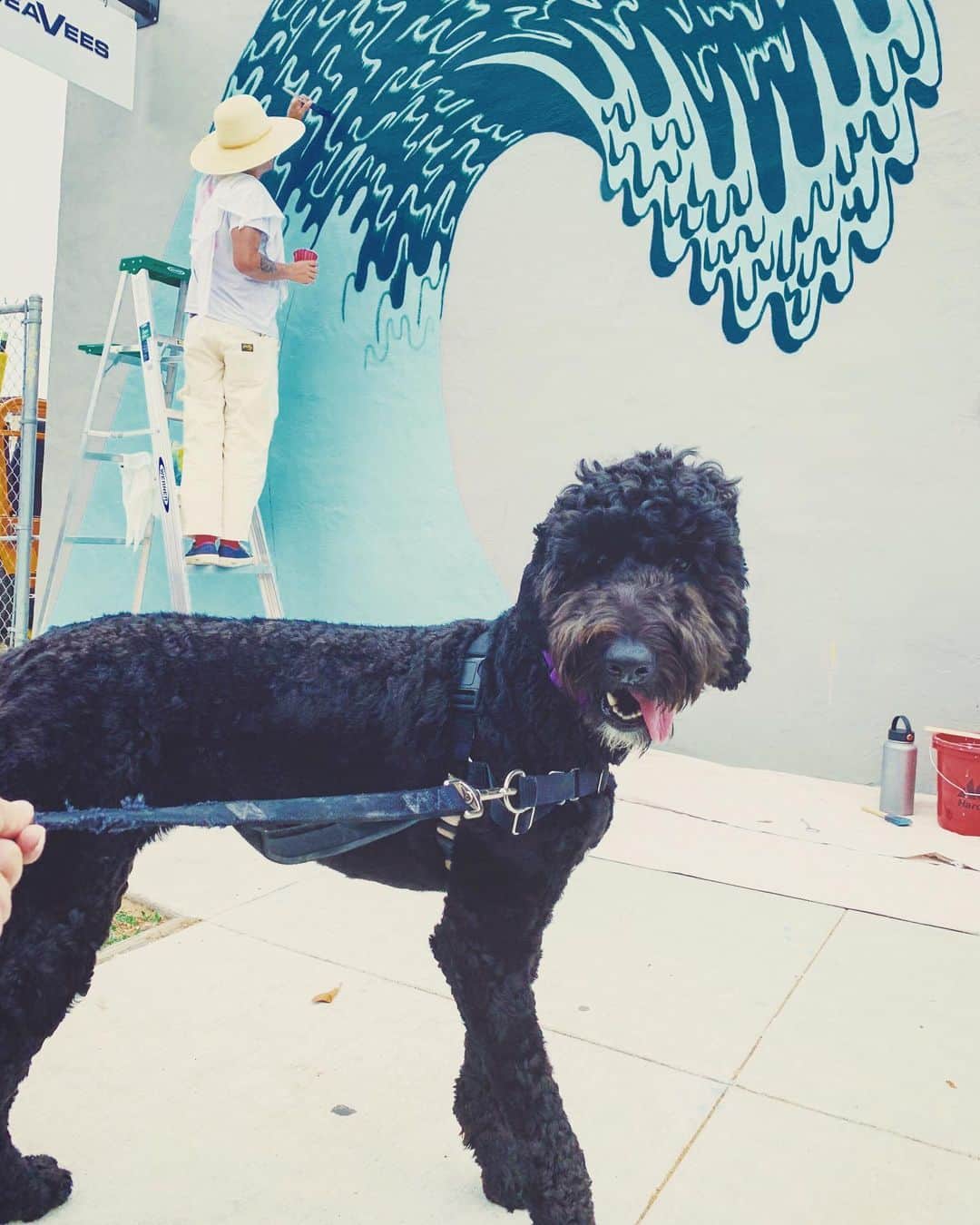シービーズのインスタグラム：「Long live the dog days of summer 🐶」