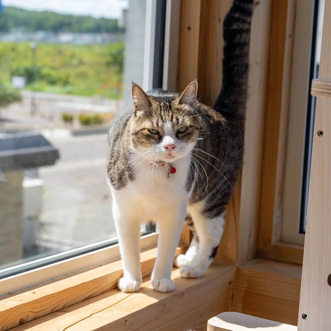 マアルのインスタグラム：「ゆずさん #🐈 #猫好きさんと繋がりたい #北海道 #旭川市 #ペットホテル」