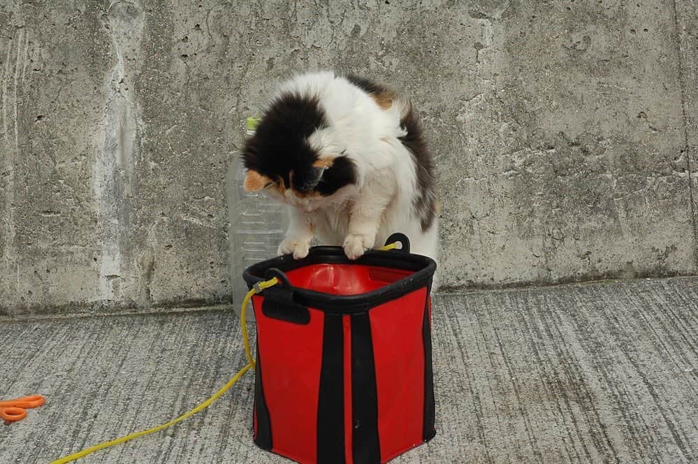 レジャーフィッシングさんのインスタグラム写真 - (レジャーフィッシングInstagram)「ベラに興味津々。 食べたいわけではないみたい。  #ウミネコ #海辺の猫 #投げ釣り #猫 #うみねこ」9月2日 10時31分 - leisurefishing