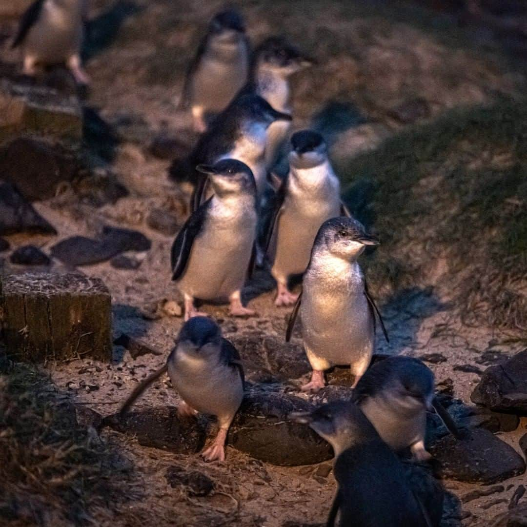 ニューヨーク・タイムズさんのインスタグラム写真 - (ニューヨーク・タイムズInstagram)「They're the world's smallest penguins – adults average just 13 inches tall – and Australia took an unprecedented step to save them: It bought every home on the Summerland Peninsula and turned it into a wildlife habitat. The story of the transformation of the area from a coastal suburb into a wildlife habitat and world-class tourist spot is one of unusual government foresight. The birds' nightly "penguin parade" was a major tourist attraction since the 1920s, a childhood rite of passage for Australian children. The birds had lived for  years alongside a housing development, but their numbers were starting to dwindle. In 1985, the state government stepped in with an extraordinary plan: It bought every piece of property on the peninsula and returned the land to the penguins. Today, they are thriving. There are about 3 times as many breeding penguins living there than there were in the 1980s — and the parade is as popular as ever. Tap the link in our bio to read more. @abrfoto took this photo.」9月2日 6時20分 - nytimes