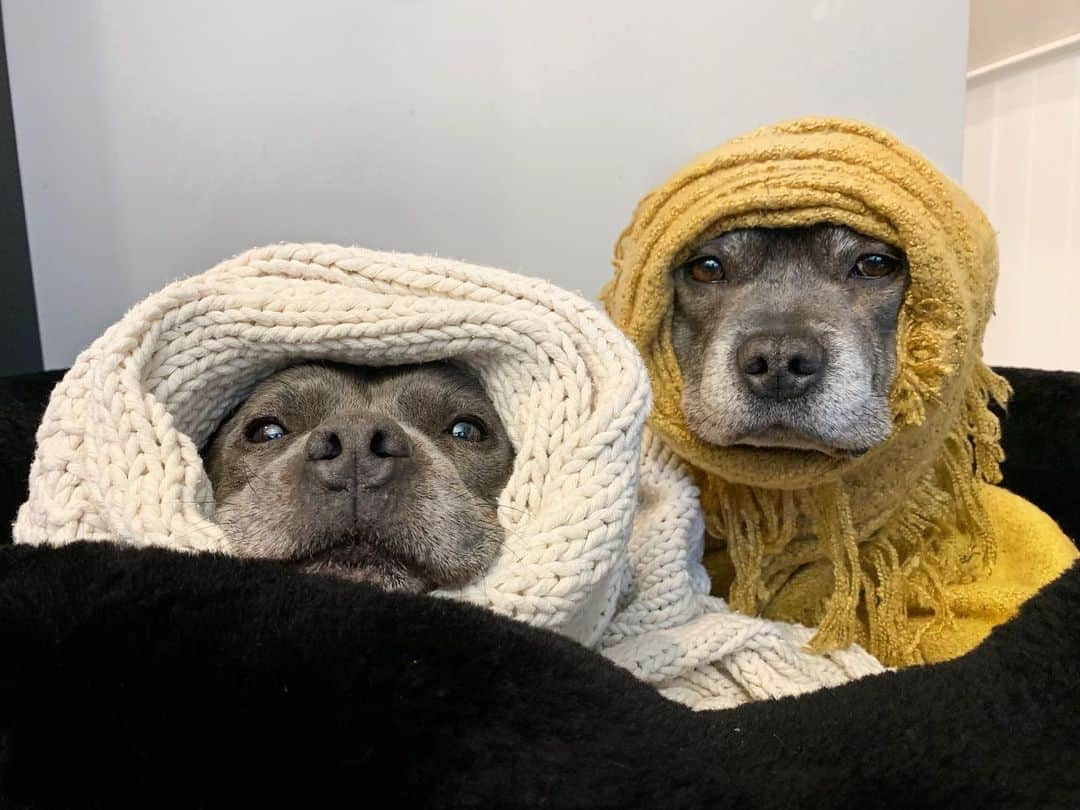 DARREN&PHILLIPさんのインスタグラム写真 - (DARREN&PHILLIPInstagram)「It’s Monday morning before 8 under 10 degrees outside and it’s supposed to be spring don’t @ me #grumpy #Phillip」9月2日 6時49分 - the_blueboys