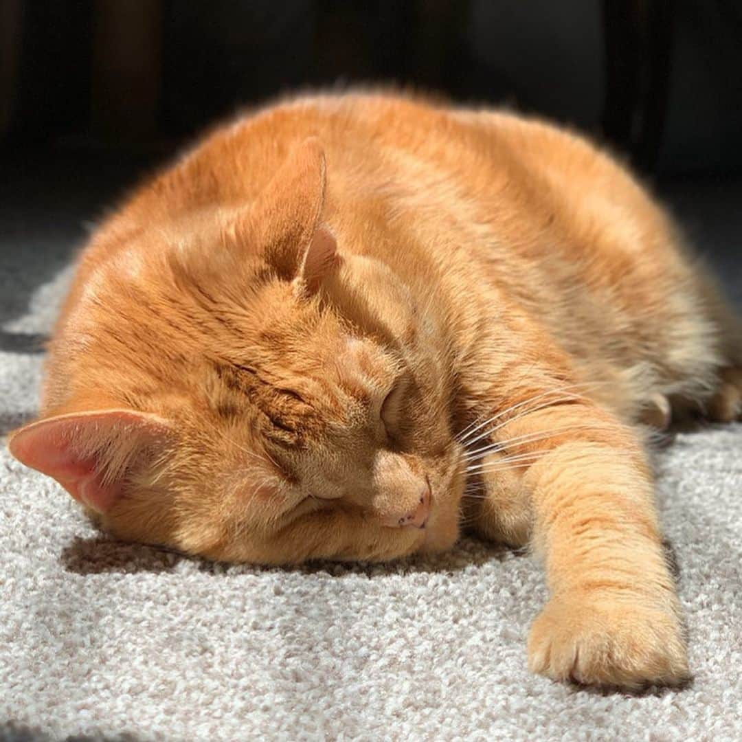 Venus Cat さんのインスタグラム写真 - (Venus Cat Instagram)「Today is Ginger Cat Appreciation Day and this picture is of my gorgeous adopted sister whose name is Ginger! She’s 13 years young and is a female orange tabby which makes her special since about 80% of orange tabby cats are male! 🙀 It also feels like the purrfect day to formally announce something we’ve been getting a lot of requests for. ..... Ginger now has her own page like the rest of the family!! My youngest human is running it along with Mom’s supervision which makes it extra special. He’s even doing his own photography for the page! . . 🧡YOU CAN FOLLOW Ginger AT @orangetabbyginger ! 🧡  If you want to follow my other adopted siblings’ accounts they are: @halotheblindshiba (will be taken over by my other human brother), @roothekangaroocat , @totally_tater , & our family account @venusandfamily .  Its a lot of work to manage all these accounts but my brothers and Mom saw all of you asking and decided to make it a family affair to honor your requests! Hope you enjoy her page. 🧡🧡 . How many of you have been lucky enough to have a ginger cat in your life? 🐈🧡 #gingercat #orangetabby #gingercatappreciationday #ginger #femaleorangetabby #femaleginger #gingerfemalecat #weeklyfluff #catsofinstagram」9月2日 6時43分 - venustwofacecat