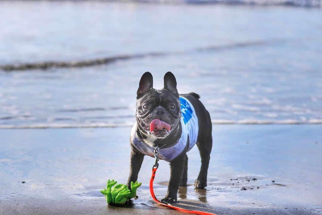 のインスタグラム：「Good morning* . . . #frenchbulldog #frenchie #buhi #dog #フレンチブルドッグ  #フレブル #ブヒ #frenchiesofinstagram #instadog #instafrenchie #frenchiegram #dogstagram #frenchbullys #frenchielove #프렌치불독 #thefrenchiepost #法鬥 #frenchies1 #portrait #igersjp #tokyocameraclub  #bully #ilovemydog #frenchielife #愛犬 #dogsofinstagram #ふわもこ部 #gm #beach」