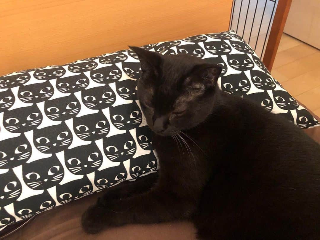 ホタテ＆クラム＆シラスのインスタグラム：「ステルス #cat #neko #blackcat #猫 #ねこ #黒猫 #catstagram #instagram #instagramjapan #ig_japan #igersjp」