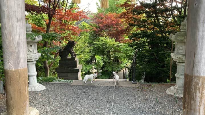 KORIKIのインスタグラム：「おはようございます♪ * #階段下り  #上がれば下る #dogofsapporo #dog, #dogs, #dogstagram,#chihuahua,#犬バカ部,#チワワ,#koriki, #hanadog #白スムチ連合会, #スムチー,  #dogofthedayjp, #dogoftheday  #ilovemydog #instadog #instapet #WhiteChihuahua  #吉娃娃 #치와와  #dogsofinstagram #Chihuahualover  #ชิวาวา #チワワの輪 #barkbox #WhiteChihuahuaParty #もふもふモフモフ」