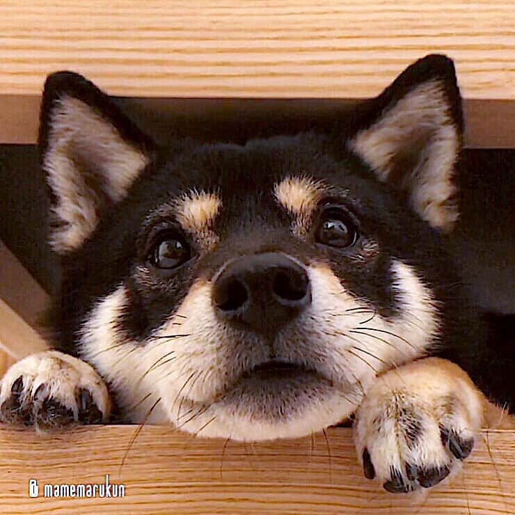 まめ丸のインスタグラム：「* * おはよー🐶💓 今週もがんばろーねー❣️ #ぼくはソファの下でまったり --------------------------------- ちっちゃいころからの『まめ丸おさんぽイヤイヤhistory』をブログにかいたよ🐶❣️ プロフィールのURLかストーリーからみてね🍀 * hide-and-seek♪ I hid under the sofa🐶💓 --------------------------------- I updated my blog🐶💓 The URL is in my profile. Please visit it if you have time❣️ * #ねむいよね #ぼくもねむい #ソファの下のまめ丸 シリーズ * #柴犬#豆柴#柴#黒柴#犬#ふわもこ部#いぬのきもち部#shiba#shibainu#shibastagram#shibadog#puppy#instadog#dogstagram#dog#instashiba#petstagram#pet#cutepetclub#강아지#멍스타그램#doglover#ilovemydog#weeklyfluff#まめ丸かくれんぼ」