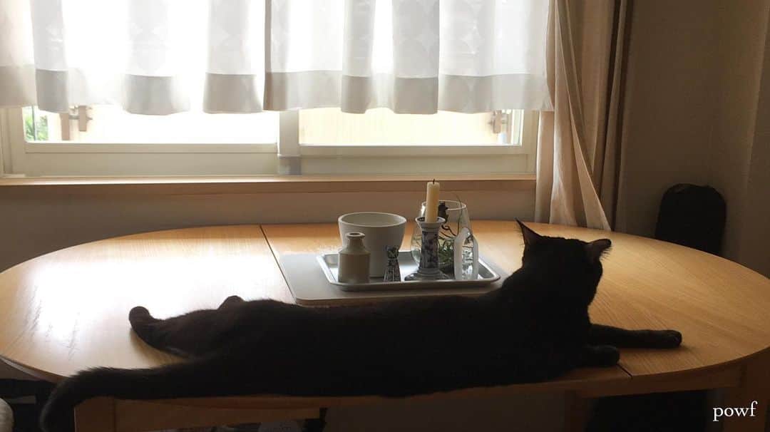 anemone_69のインスタグラム：「. #窓辺のハカセとキョウジュ #ハカセとキョウジュ #blackcat #黒猫 #cat #猫 #保護猫 . . .」