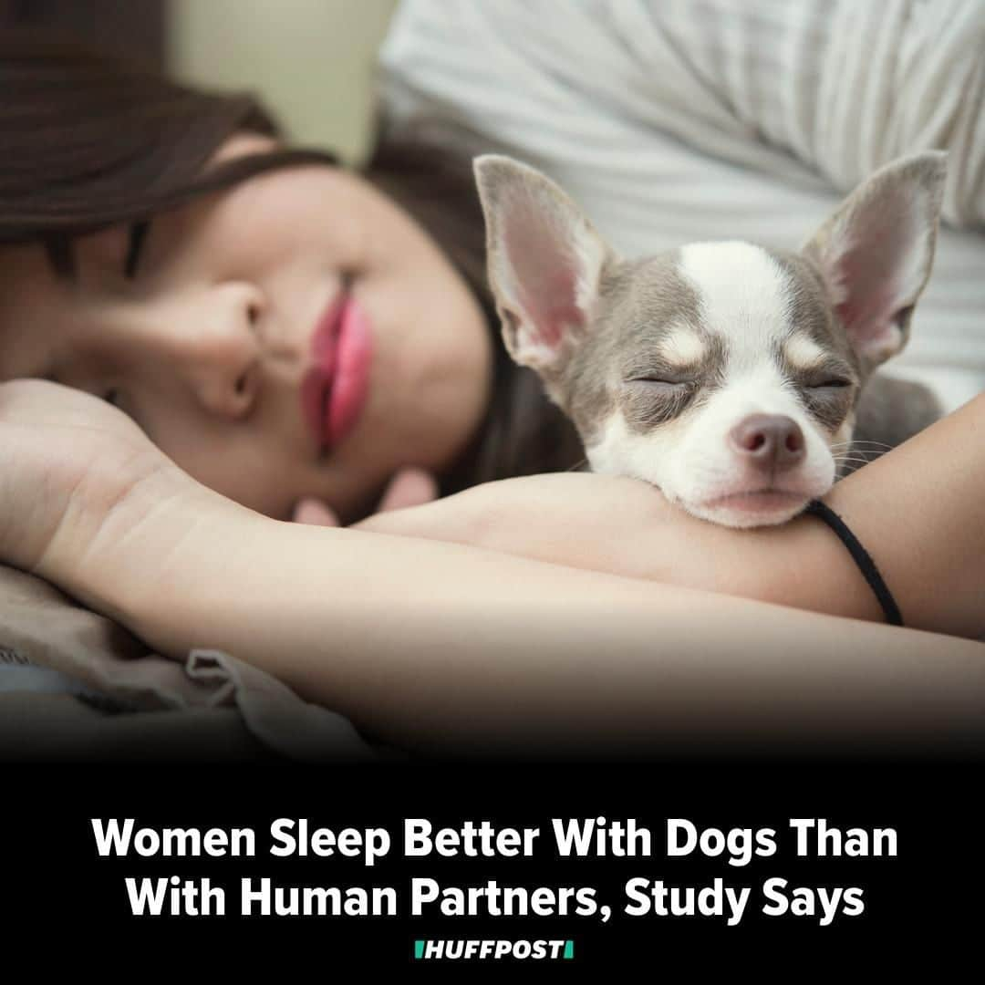 Huffington Postさんのインスタグラム写真 - (Huffington PostInstagram)「For the best sleep of your life, tell your partner to hightail it to the couch and cuddle up to Fido instead. A recent study by researchers at Canisius College in Buffalo, New York, suggests that women tend to sleep better next to dogs than they do next to members of their own species. (Or pet cats. Sorry, cat people.) Led by associate professor Christy L. Hoffman ― a self-professed dog person (sure, go ahead, call out her blatant canine bias) ― the researchers surveyed 962 women living across the United States. Of this sample, 55 percent reported sharing their bed with at least one dog and 31 percent with at least one cat. Of those women, 57 percent also slept with a partner. The participants filled out a questionnaire about their quality of sleep and how safe they felt as a result of their dog or cat’s presence. Those with partners were asked how the other person affected their sleep and their feelings of security at night. After analyzing the data, Hoffman and her team found that human partners and cats were equally disruptive to a woman’s sleep, whereas dogs were less likely to wake their owners up. Why’s that? Hoffman told HuffPost it might be because dog owners tend to have better sleep habits and stricter daily routines than than people who don’t have dogs: On the whole, dog owners had earlier bedtimes and wake-up times than women with cats.⁠ “Dog owners have to adjust to their dogs’ needs to toilet each morning, and this helps keep dog owners on a relatively strict wake-up routine,” she said. “And dogs’ major sleep periods tend to coincide more closely with humans’ than do cats.” Plus, Hoffman said, dogs as bed partners may adapt a bit more to their owners’ schedules than human partners do. (Such good boys.) // 📸: Getty Images ⁠ ⁠」9月2日 8時15分 - huffpost