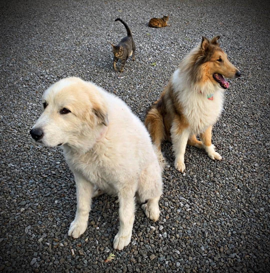 ロン・ハワードさんのインスタグラム写真 - (ロン・ハワードInstagram)「Puddin’ the #GreatPyrenees seems to be wondering “Ron, do i really have to be nice to these damn cats?” Cooper the #Collie is ok as long as he’s allowed to try to herd them」9月2日 8時22分 - realronhoward