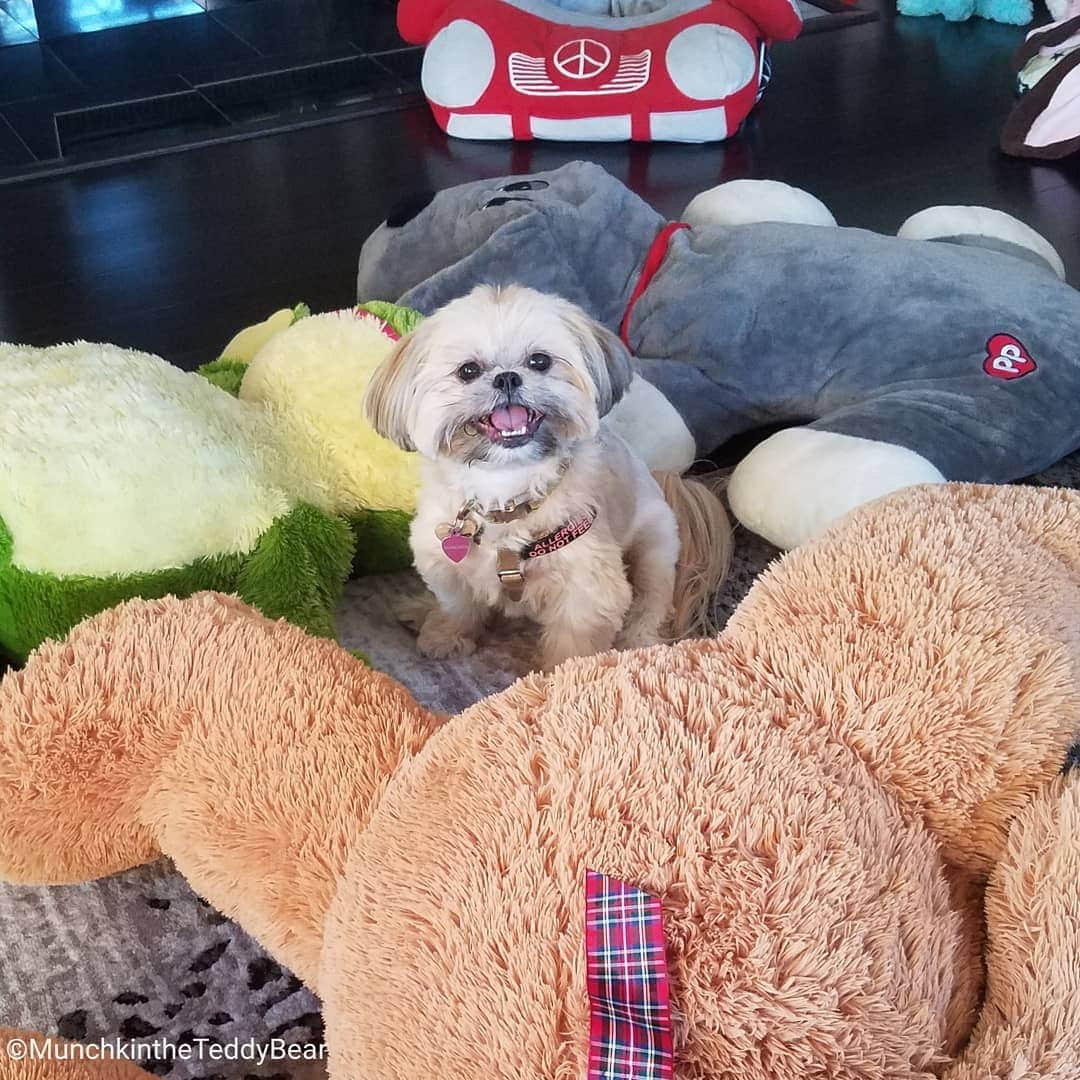 Original Teddy Bear Dogさんのインスタグラム写真 - (Original Teddy Bear DogInstagram)「Playing at @princessofcalabasas house is pure JOY 😃🐶 #NakeyMunchkin」9月2日 8時23分 - munchkintheteddybear