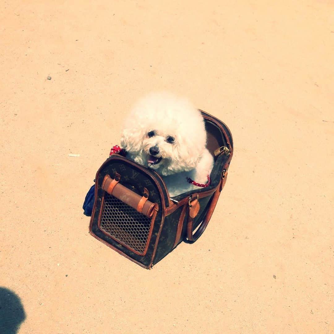 鳥越裕貴さんのインスタグラム写真 - (鳥越裕貴Instagram)「🐩 #dog #わんこ #可愛すぎる」9月2日 18時18分 - yuki_torigoe.cleftchin