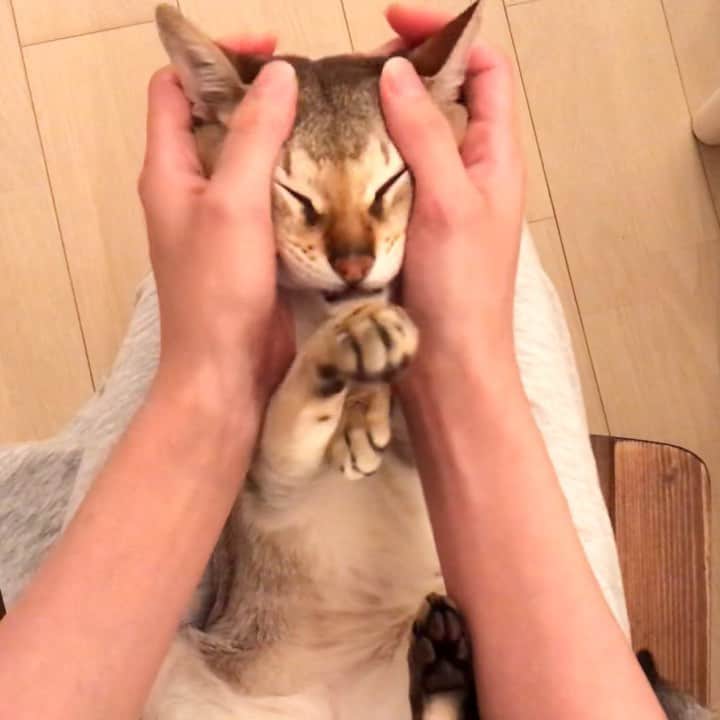 モルト♡Malt(Singapuracat)のインスタグラム：「ママ目線👀🎥 * 話しかけてくる妹ちゃんに返事したら、モルちゃんも反応する😹 自分に言われてると思ってるのか？自分だけを見ろなのか？どっちでも可愛い🙈💕笑」