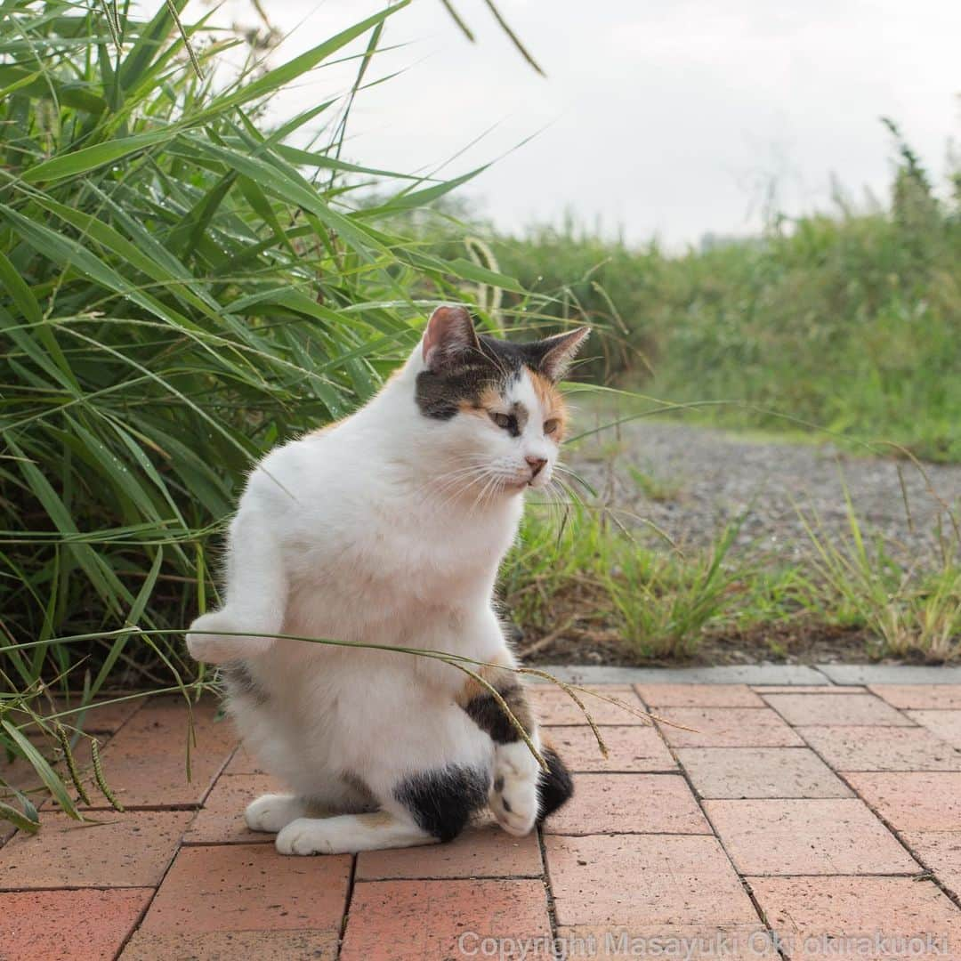 Masayukiさんのインスタグラム写真 - (MasayukiInstagram)「ひねる。  #cat #ねこ」9月2日 18時29分 - okirakuoki