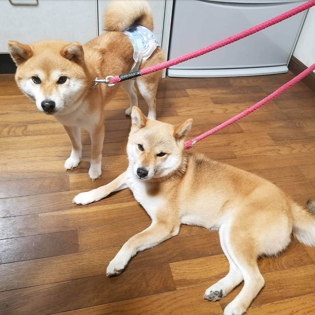 柴犬たま Shibainu Tamaさんのインスタグラム写真 - (柴犬たま Shibainu TamaInstagram)「あれ？これ違う日に撮ったんだけどな…おかしいな🤔 * Caption trans🇬🇧 I took this pic on a different day, but they recreate it🤔 * #柴犬たま #たママ #たま家族 #柴犬ミケ #脅威の再現率 #再現VTR #ヒート中 #おむつ #オムツ #おむつ姿 #オムツ姿 #かなりひし形 #柴犬 #shiba #shibainu #shibastagram #犬 #dog #多頭飼い」9月2日 18時45分 - tama7653