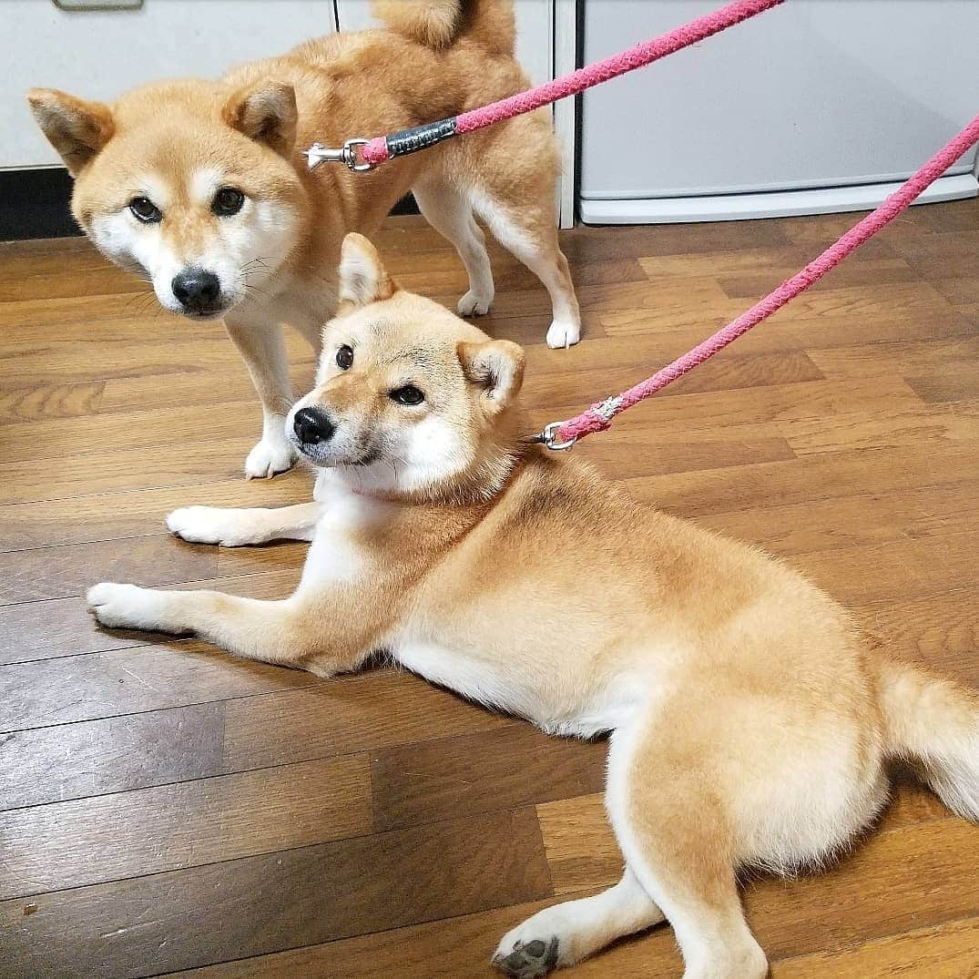 柴犬たま Shibainu Tamaのインスタグラム