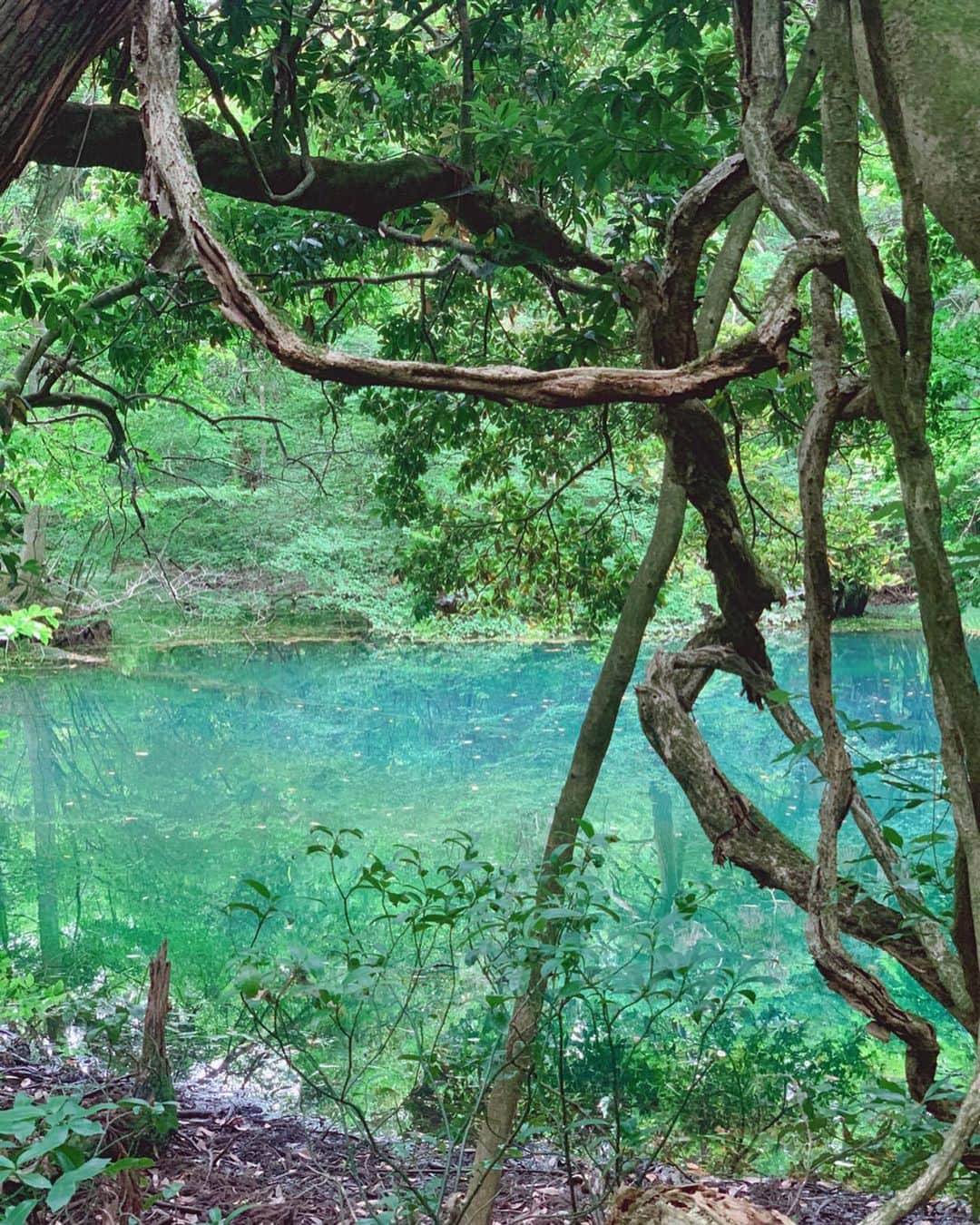 堀みづきさんのインスタグラム写真 - (堀みづきInstagram)「県内唯一、湧き水のみを水源としている丸池様✨ とっても神秘的で絵のように美しい🥺 パワースポットとしても有名です💎 #山形県 #酒田市 #酒田 #庄内 #遊佐町 #丸池様 #鳥海山 #池#パワースポット #光の湊 #月のホテル #月のホテルアンバサダー #tsukinohotel #hotel #PR」9月2日 18時37分 - mizuki_027