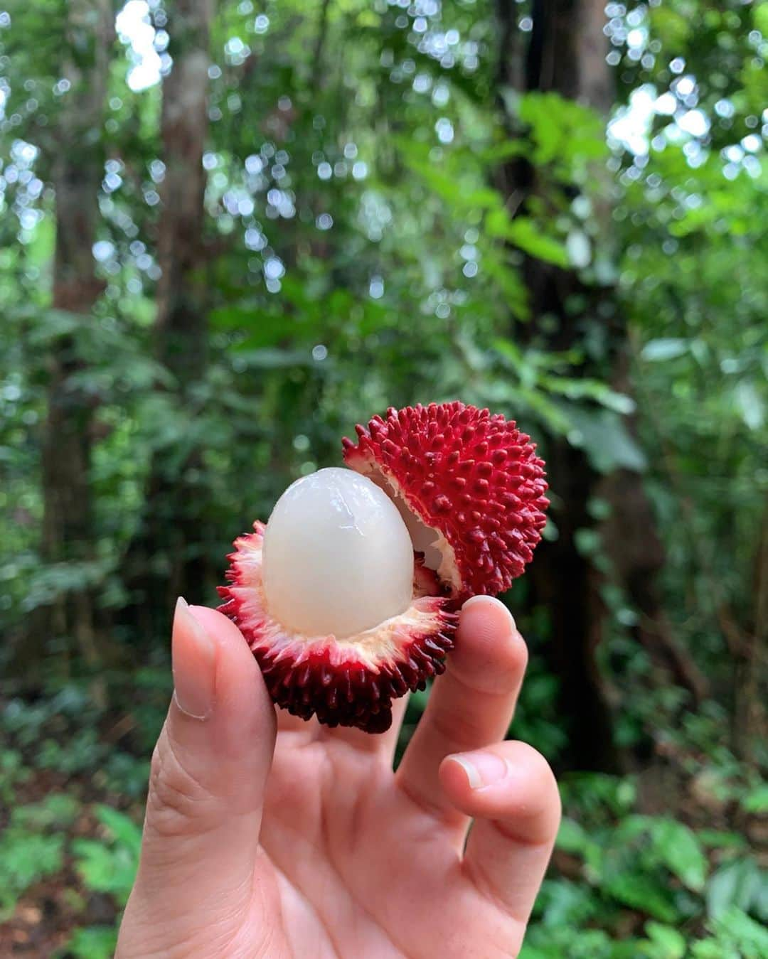 Amata Chittaseneeさんのインスタグラム写真 - (Amata ChittaseneeInstagram)「Eating out in the forest 😍 meet rambutan lychees!! Looks like rambutan but taste like lychees ผลไม้ป่า//เงาะลิ้นจี่ หน้าตาเหมือนเงาะ แต่รสชาติเหมือนลิ้นจี่ 🌳 #narathiwat #Thailand ป่าคือแหล่งทรัพยากรที่อุดมสมบูรณ์ เป็นแหล่งผลิตน้ำ อากาศ และอาหารให้กับสิ่งมีชีวิตทุกชนิด รวมถึงคน ป่าชุมชนที่จังหวัดนราธิวาส เต็มไปด้วยผลไม้ป่านานาชนิด 😊🐛 สวยมากจริงๆ แบบนี้เราต้องช่วยกันดูแล」9月2日 18時43分 - pearypie