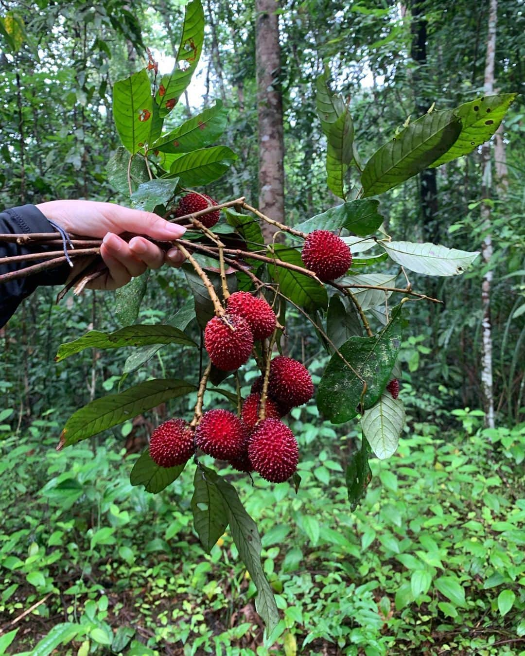 Amata Chittaseneeさんのインスタグラム写真 - (Amata ChittaseneeInstagram)「Eating out in the forest 😍 meet rambutan lychees!! Looks like rambutan but taste like lychees ผลไม้ป่า//เงาะลิ้นจี่ หน้าตาเหมือนเงาะ แต่รสชาติเหมือนลิ้นจี่ 🌳 #narathiwat #Thailand ป่าคือแหล่งทรัพยากรที่อุดมสมบูรณ์ เป็นแหล่งผลิตน้ำ อากาศ และอาหารให้กับสิ่งมีชีวิตทุกชนิด รวมถึงคน ป่าชุมชนที่จังหวัดนราธิวาส เต็มไปด้วยผลไม้ป่านานาชนิด 😊🐛 สวยมากจริงๆ แบบนี้เราต้องช่วยกันดูแล」9月2日 18時43分 - pearypie