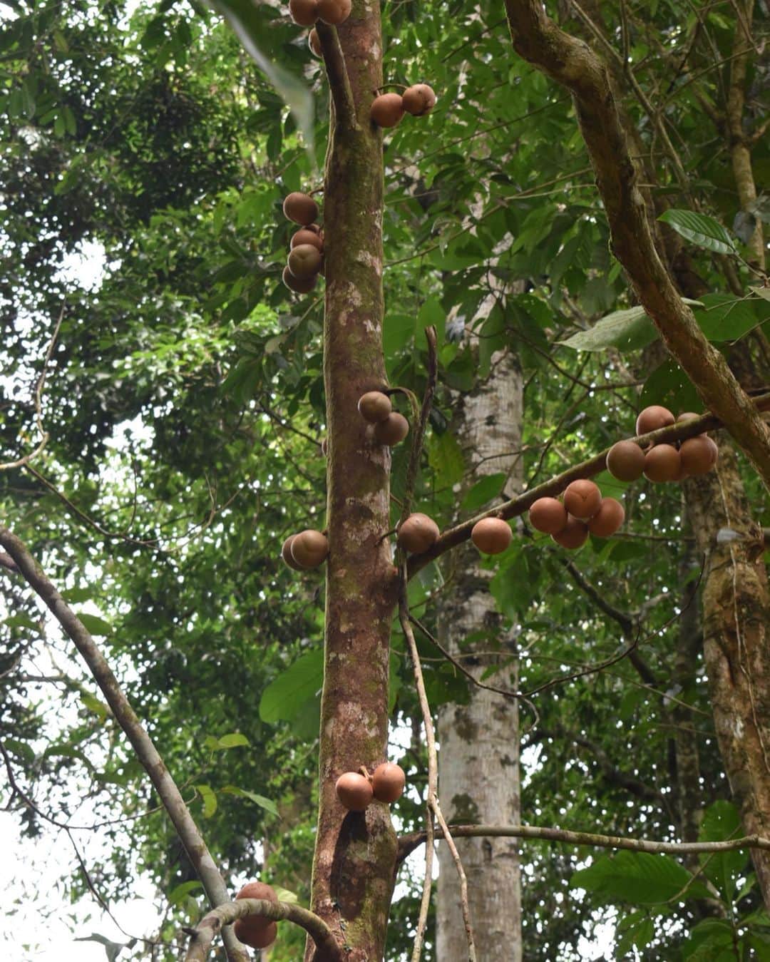 Amata Chittaseneeさんのインスタグラム写真 - (Amata ChittaseneeInstagram)「Eating out in the forest 😍 meet rambutan lychees!! Looks like rambutan but taste like lychees ผลไม้ป่า//เงาะลิ้นจี่ หน้าตาเหมือนเงาะ แต่รสชาติเหมือนลิ้นจี่ 🌳 #narathiwat #Thailand ป่าคือแหล่งทรัพยากรที่อุดมสมบูรณ์ เป็นแหล่งผลิตน้ำ อากาศ และอาหารให้กับสิ่งมีชีวิตทุกชนิด รวมถึงคน ป่าชุมชนที่จังหวัดนราธิวาส เต็มไปด้วยผลไม้ป่านานาชนิด 😊🐛 สวยมากจริงๆ แบบนี้เราต้องช่วยกันดูแล」9月2日 18時43分 - pearypie