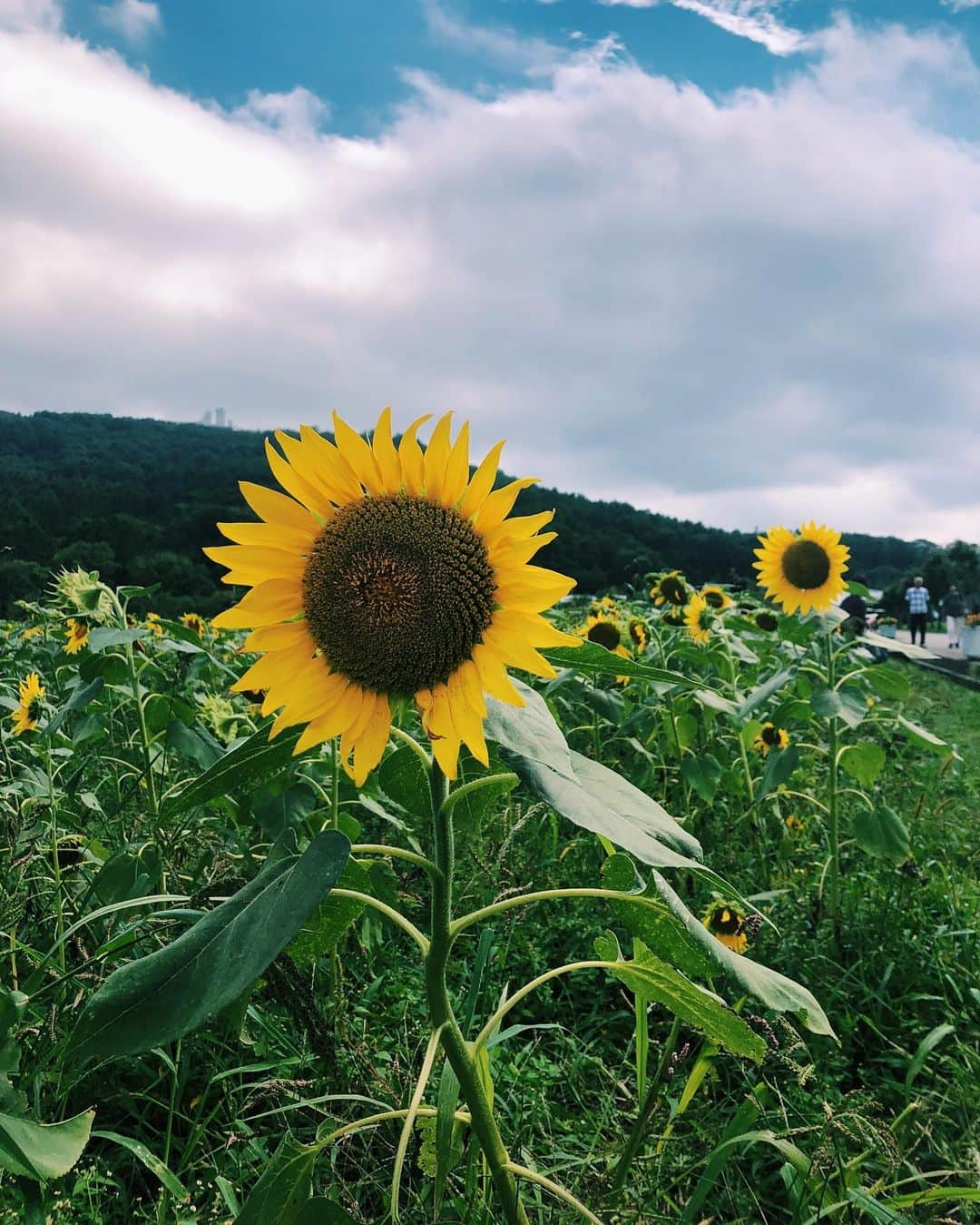 水埜帆乃香さんのインスタグラム写真 - (水埜帆乃香Instagram)「向日葵の花言葉「あなただけを見つめる」  #向日葵 #向日葵畑 #ひまわり #🌻」9月2日 18時55分 - honoka_0901