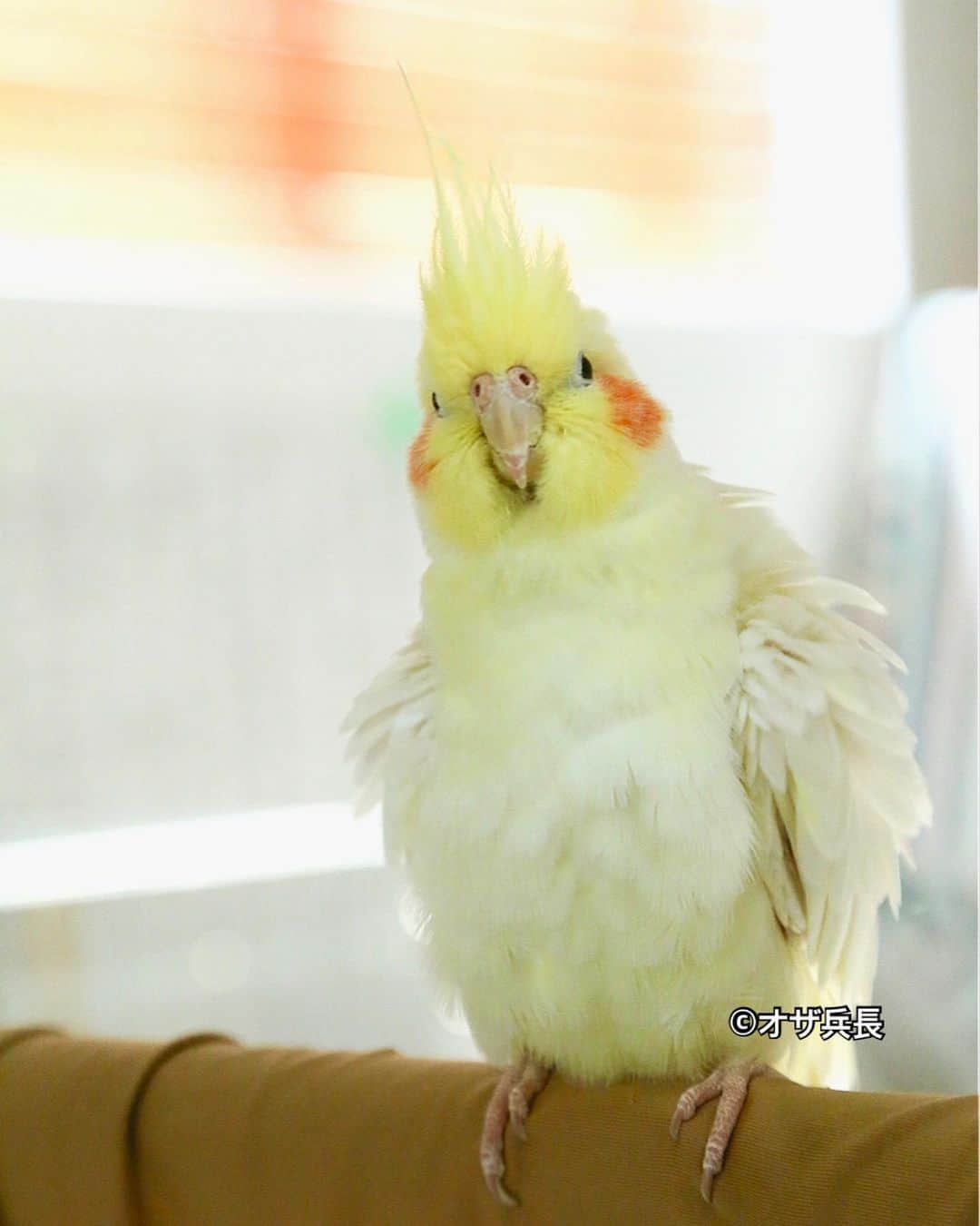 オザ兵長【公式】 さんのインスタグラム写真 - (オザ兵長【公式】 Instagram)「まだまだ熱中症に気を付けましょう。  #オカメインコ #cockatiel #インコ #鳥 #bird #Parakeet #兵長 #オザ兵長  #熱中症」9月2日 19時07分 - ozaheicho
