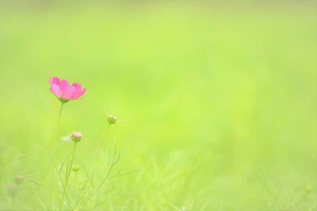 花の写真館のインスタグラム：「Photo by Kaorin Hama.⠀ https://www.facebook.com/profile.php?id=100016558067805⠀ .⠀ Original Post[投稿頂いたURL]⠀ https://www.facebook.com/photo.php?fbid=166226457272622⠀ .⠀ 本アカウントは、 #私の花の写真 をつけてInstagramに投稿された皆さまの花の写真や、「花の写真館」Facebookページで投稿された花の写真を紹介します。⠀ 「花の写真館」Facebookページは、「 @floral.photograph 」のプロフィールにあるURLからご覧ください。⠀ .⠀ #花の写真館 #floralphotograph #floralphoto #flower #flowers #富士フイルム #FUJIFILM⠀ Follow: @floral.photograph」