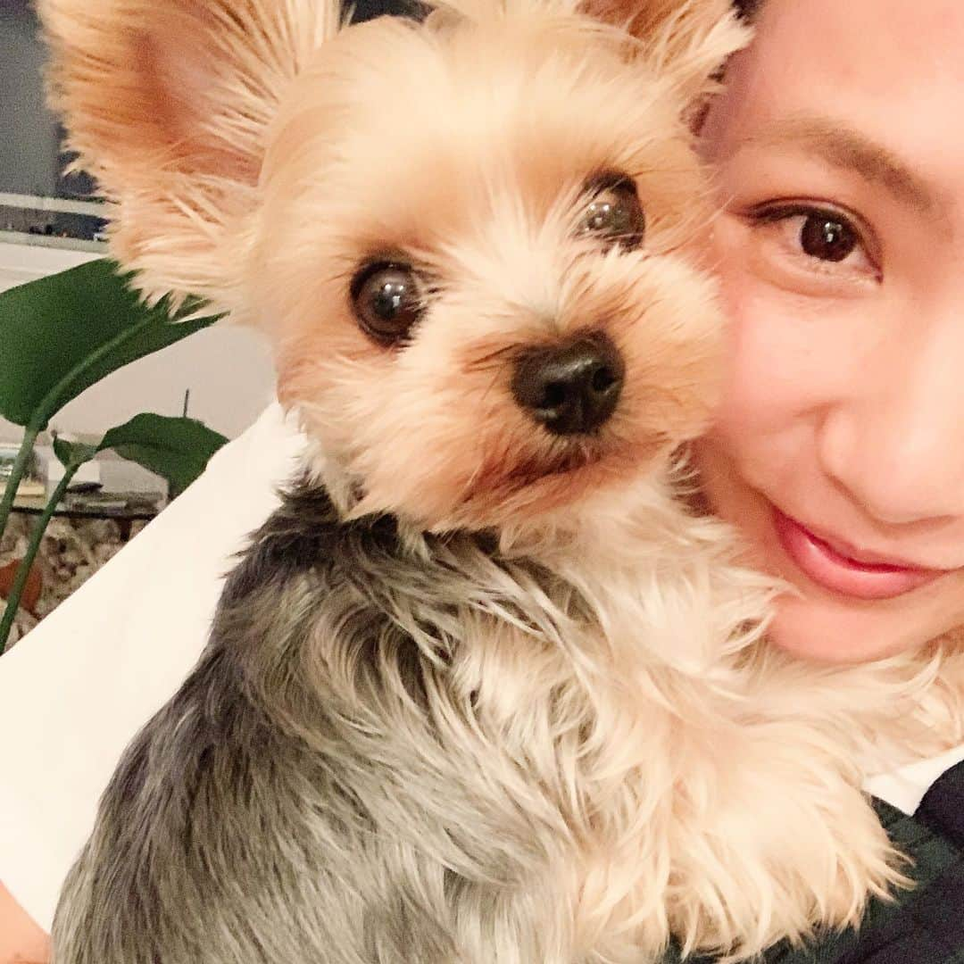 野呂佳代さんのインスタグラム写真 - (野呂佳代Instagram)「❤️ #yorkshireterrier  #yorkie  #moko  #ヨークシャーテリア  #ヨークシャテリア  #ヨーキー  #love  #愛犬」9月2日 10時37分 - norokayotokyo