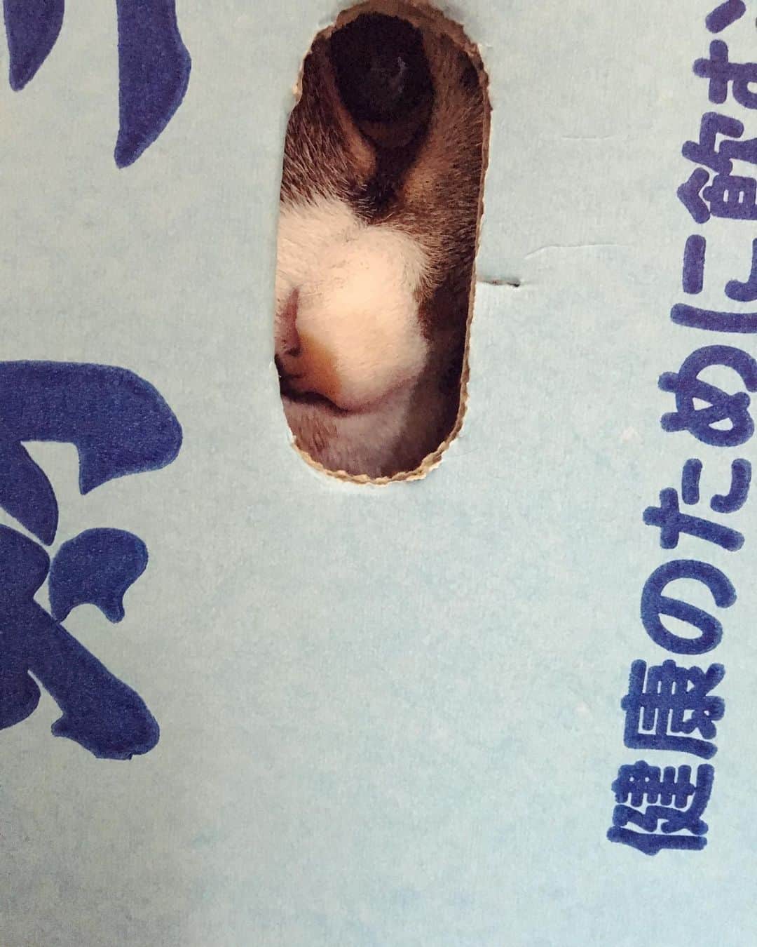 野本かりあのインスタグラム：「おわかりいただけただろうか。 #lukarly #catsofinstagram #にゃんすたぐらむ #猫怪談」