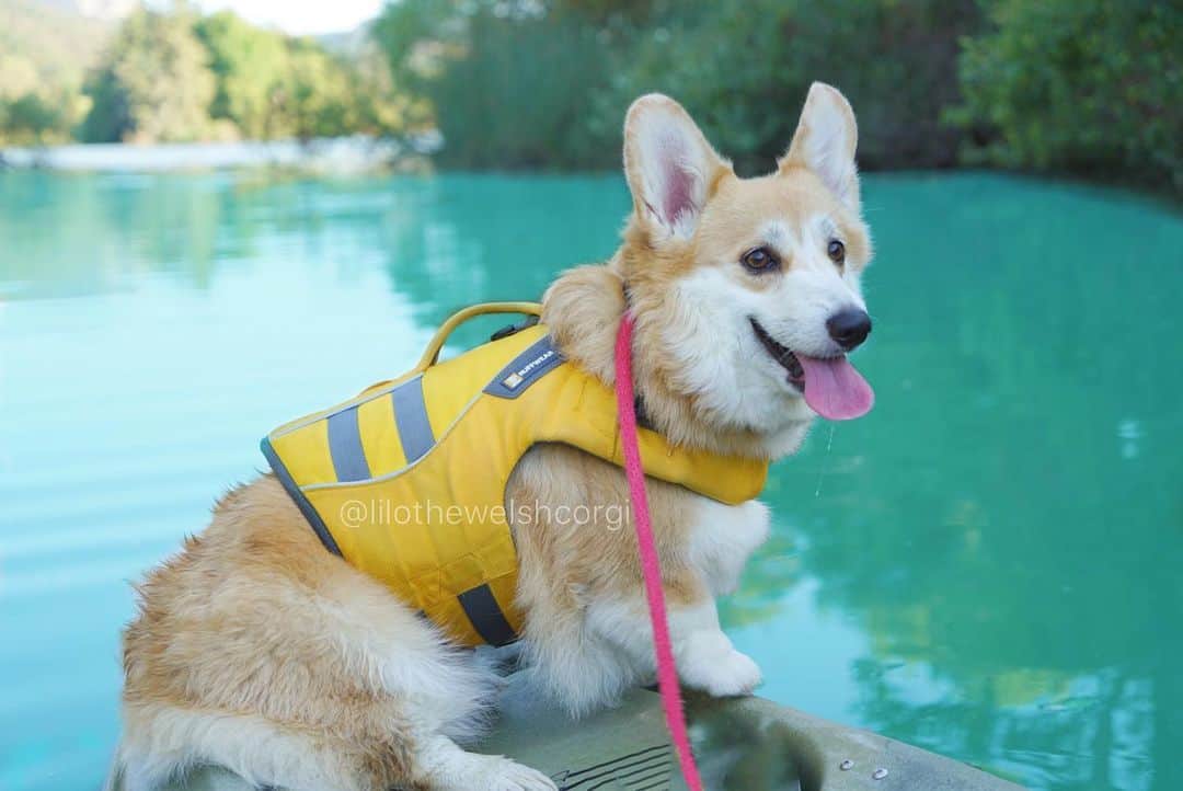Liloさんのインスタグラム写真 - (LiloInstagram)「I’m on a boat woof! Enjoying the last bit of summer kayaking on the lake woof. 🛶」9月2日 10時57分 - lilothewelshcorgi