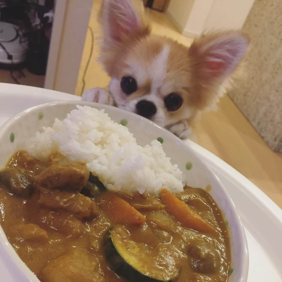 香西咲さんのインスタグラム写真 - (香西咲Instagram)「🦁『みんな当たり❣️夏野菜と豚肉のココナッツカレーだよん🍛✨ちなみに僕はラム肉が大好き🥩💕』 #家族 #family #ちわすたぐらむ #ぺきすたぐらむ #leo  #いぬすたぐらむ #Leostagram #れおすたぐらむ #表情豊か #顔芸 #芸達者 #ペキニーズ #pekingese  #宮廷獅子狗 #北京犬  #京巴  #チワワ #chihuahua #mix犬 #ペキチワ #ペキチー #チワペキ #犬のいる生活 #犬のしつけ #犬の動画  #犬の服 #男の子」9月2日 11時05分 - saki.kouzai