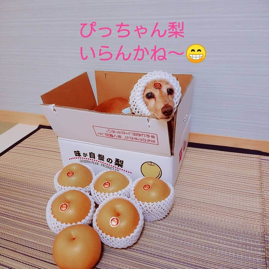 ピックのインスタグラム