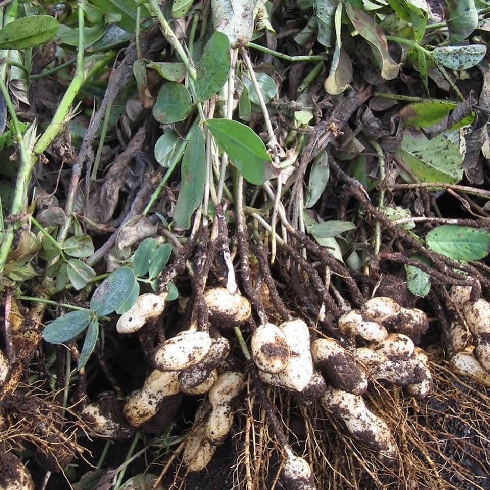 道の駅やちよのグルメインスタ