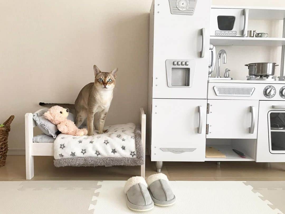 モルト♡Malt(Singapuracat)のインスタグラム：「モルトのベッドは妹ちゃんのお人形遊びと兼用になりました😹🛏 メルちゃんとかすごいカラフルなおもちゃに囲まれた生活に変わったにゃ〜🐱💭」