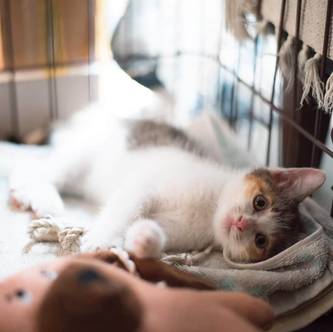 甲斐麻美さんのインスタグラム写真 - (甲斐麻美Instagram)「みんなに可愛がられた保護猫ミヤオ(メス) は、31日からトライアルに出ています。  悩み悩んだ結果、新しい家族を探すことにしました。  ミヤオと過ごした約2週間は沢山の愛が見えた日々でした。 いっぱ〜い泣いたなぁ（笑）  あの日保護した小さな命は 我が家で二回りは大きくなりました(！) 小さな新入りを優しく受け入れたサンちゃんと ちょっぴり嫉妬してたイチも途中から可愛がるようになりました  ペヤングやオドはちょこまか動き回る不思議な生き物に 最初は興味津々だったけど あっという間に受け入れました  保護をしない選択は無かった でも保護したら覚悟がいるから やっぱり迷った  出会った瞬間から ミヤオを抱きしめた瞬間から わたしはお母さんになってた  守るからね 大丈夫だからね 不思議な気持ちだった  イチとサンを保護した時より その気持ちは強かった  3日間鳴き続けたミヤオを いつの日か抱きしめたいと思っていたからかな 虫に刺されたり雨に打たれない部屋に 安全な場所に連れていきたい気持ちからかな  最初の頃は サンちゃんにだけ甘えていたけど トライアルに行くちょっと前から シレッとピタッと甘えてくるようになった 人に甘えられるようになったら 立派な家猫だね ミヤオを大好きだよって 気持ちが届いているのがわかって 嬉しかった  ミヤオは幸せな猫 サンちゃん、イチ、ペヤング、オド そして私たち夫婦により たっぷりの愛を充電されました  どんな風に育つかな ミヤオも将来の家族も幸せになるのは間違いないね！  とりあえず1週間のトライアルです🐱🌿 #保護猫 #元保護猫 #犬と猫のいる暮らし #みんな家族 #ペットショップに行く前に #里親になろう #テリアミックス #元保護犬」9月2日 12時09分 - kaico_asami