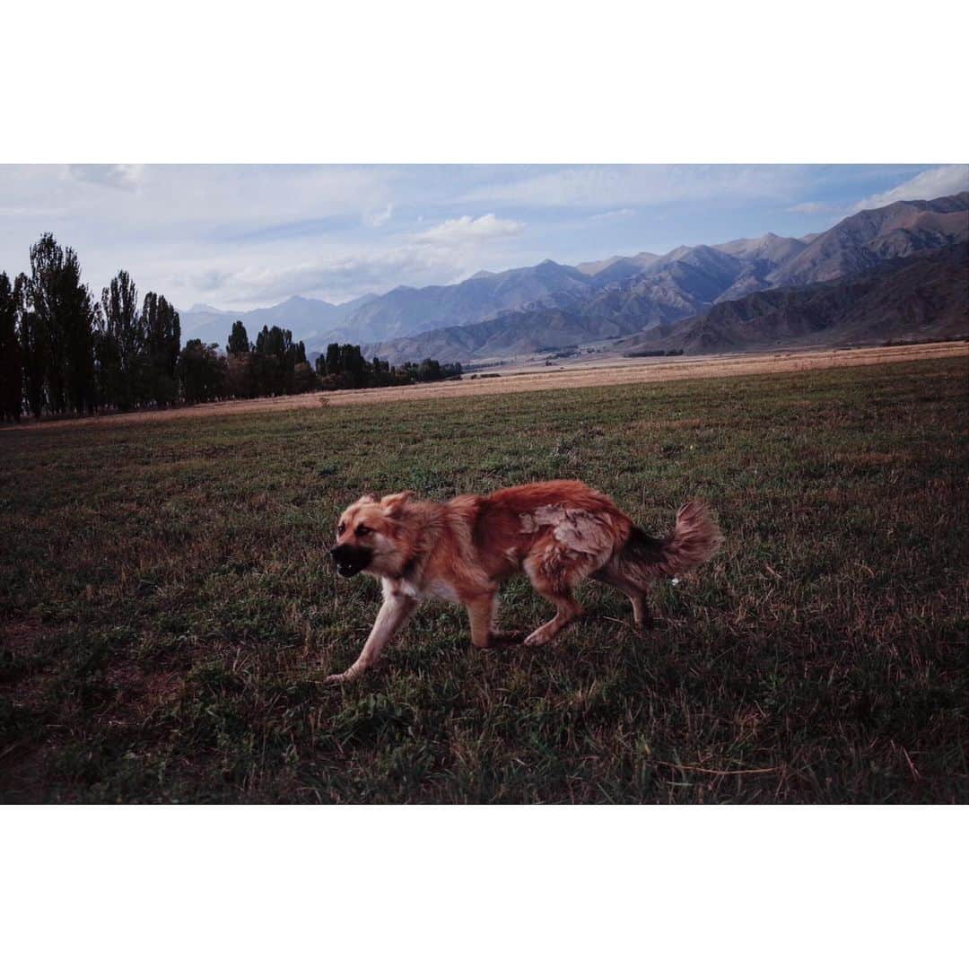 阿部裕介さんのインスタグラム写真 - (阿部裕介Instagram)「Meet the nomads.  About 100 cows were grazed.  A man on a horse and a dog gathered cows.  He showed me a traditional horse riding wrestling.  Kyrgyzstan, Issyk-Kul 2019  #Kyrgyzstan #キルギス」9月2日 12時10分 - abe_yusuke