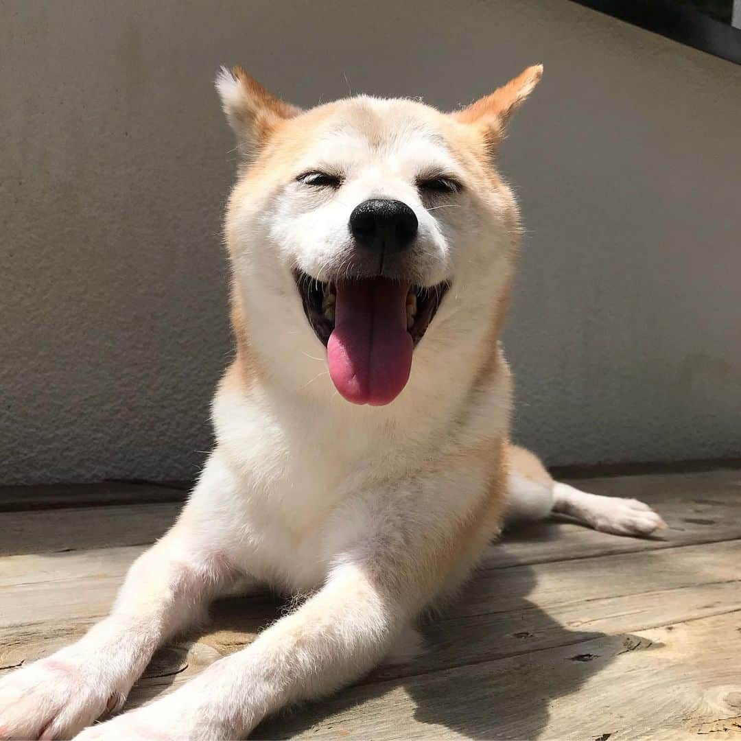 柴犬リリコさんのインスタグラム写真 - (柴犬リリコInstagram)「暑さにより笑顔😝 #ただ暑いだけ #日光浴がマイブーム #自ら外に出る #sunbathingdog」9月2日 12時24分 - ke_rock_