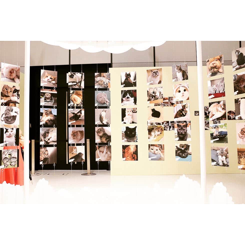 ローチケ（ローソンチケット）さんのインスタグラム写真 - (ローチケ（ローソンチケット）Instagram)「#ねこがかわいいだけ展 🐈（ @nekogakawaiidake ） #東京 #大阪  #新潟 で開催中🐈  猫好き🐱による猫好きのための究極の“にやにや空間”イベント🐱「ねこがかわいいだけ展」が全国各地🗾で行われています✨  かわいい猫たちの写真展示📷ほかグッズ販売や、全国から集まった“たまらん”猫写真🐈など癒し空間となっています🐱  ローチケでは各地の入場チケットを販売中です🎫 詳しくは 「ねこがかわいい　ローチケ」でネット検索📲  #猫 #ねこ #catgram #にゃんだふるらいふ #にゃんにゃん #帰り道 #学校帰り #仕事帰り #ねこもふ団 #にゃんすたぐらむ #ねこら部 #ねこすたぐらむ #catstagram #cat #meow #catoftheday #instacat #catlover #cutecatcrew #catofinstagram #kitty #bestcat #🐱 #ローチケ #lawsonticket」9月2日 12時38分 - lawson_ticket