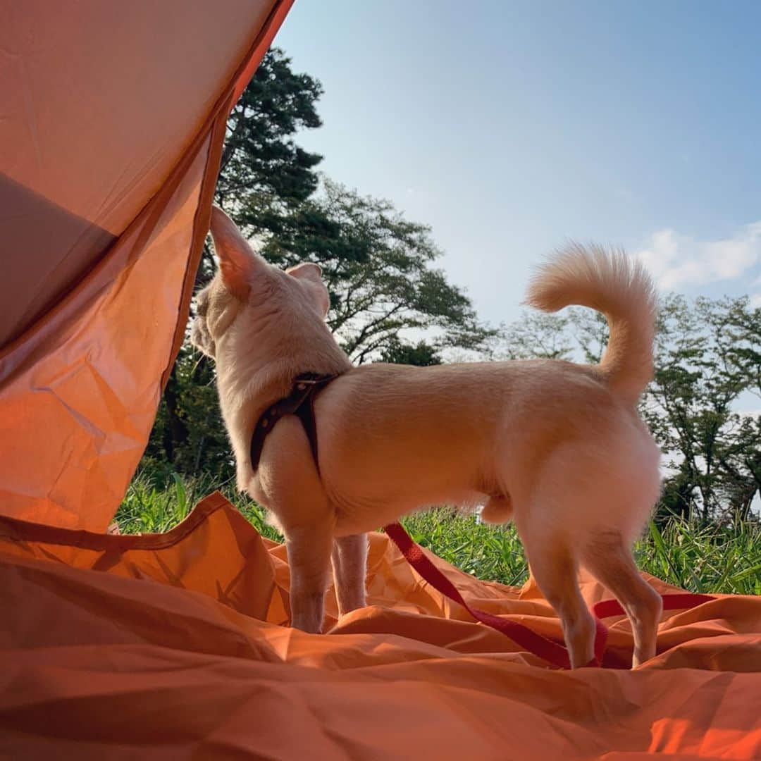 巴田みず希さんのインスタグラム写真 - (巴田みず希Instagram)「テント⛺️ ・ 私的には完全なるインドア派なんだけど、小晴くんがうちに来てから、娘が外出を喜ぶようになってからは、公園によく行くように。 ・ お店でテントを見かけて、おーこれがあれば外でもインドアではないかと思い、完全に私のためにテントを購入。（ちゃんとしたやつじゃなくて小さめの簡易テントを購入） ・ さぁ、これで私はテントの中でゴロゴロし、小晴くんは10mのロングリードを付けてフリーダムにしてやれば芝生の上ではしゃぎ、娘はテントと芝生の狭間で遊ぶだろう完璧だと思ってたんだけど🏕 ・ あ、あれ❓ ・ こ、小晴くんがテントを気に入り過ぎた🐕✨ ・ ピラミッドならぬママテントを守るスフィンクスのように、テントの入り口に美しいフセをしている！（その美しいフセが時間とともにリラックスフセに笑） ・ 遊んでこいと、声をかけたりボール投げたり、全部ダメ。 ・ 遠くにワンコが！行ってきな！とチャンス到来！小晴くん、ワンコ居るよ！と声を掛けたら気付いてキュンキュン鳴く小晴くん。 ・ いや、行けよっ笑 ・ 君レジャーシートの時は10mリード限界まで芝生の上を楽しんでるではないか？ ・ 小晴くんよりも娘の方がテントの外へ行く行く。 ・ 娘の動向を（追うのかと思いきや）テントからはみ出さずに見守る小晴くん。 ・ しかし私はずっとテントの中でゴロゴロ（サイコー） ・ もう小晴くんは畳むときもテントの上に笑 ・ どんどん面積が小さくなるんだけどどこまでも意地張って乗ってた笑 ・ んー なんか思ったカタチとちょっと違ったけど、私的には居心地良いから買ってよかったよ！😂笑 ・ ・ ・ #簡易テント #スフィンクス #なんでやねん #買ってよかった #ワンコ同伴 #犬同伴 #お出かけ #赤ちゃんとお出かけ #babyanddog #赤ちゃんと犬のいる生活 #赤ちゃんのいる生活 #12ヶ月 #12monthsbaby #whatabeautifulday #育児 #子育て #30代初ママ #新米ママと繋がりたい #女の子ママ #ママタス #babyandme #babygirl #chihuahua #chihuahuaoftheday #chihuahualover #チワワ #スムチー #スムースコートチワワ #公園大好き」9月2日 12時43分 - mizukitomoda