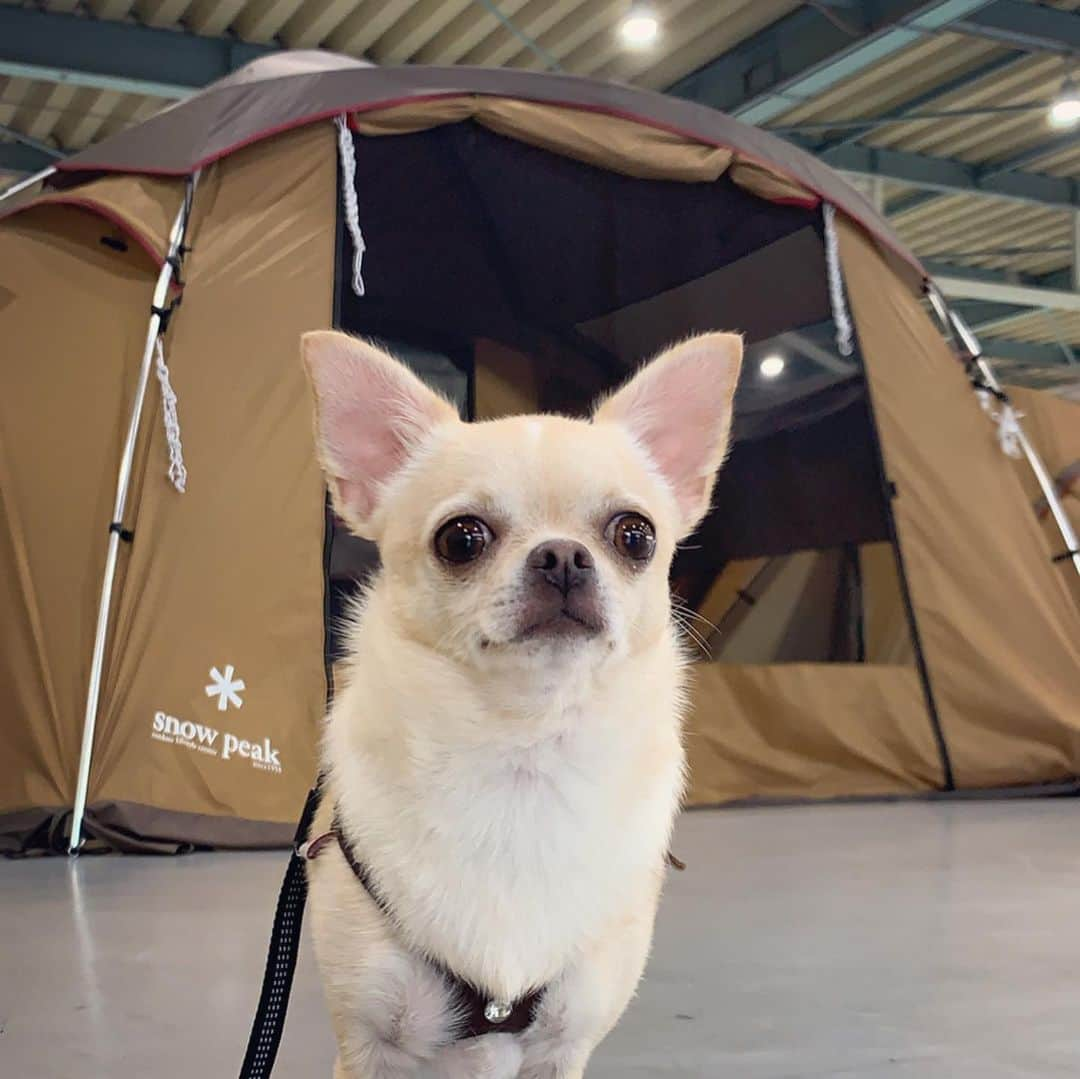 巴田みず希さんのインスタグラム写真 - (巴田みず希Instagram)「テント⛺️ ・ 私的には完全なるインドア派なんだけど、小晴くんがうちに来てから、娘が外出を喜ぶようになってからは、公園によく行くように。 ・ お店でテントを見かけて、おーこれがあれば外でもインドアではないかと思い、完全に私のためにテントを購入。（ちゃんとしたやつじゃなくて小さめの簡易テントを購入） ・ さぁ、これで私はテントの中でゴロゴロし、小晴くんは10mのロングリードを付けてフリーダムにしてやれば芝生の上ではしゃぎ、娘はテントと芝生の狭間で遊ぶだろう完璧だと思ってたんだけど🏕 ・ あ、あれ❓ ・ こ、小晴くんがテントを気に入り過ぎた🐕✨ ・ ピラミッドならぬママテントを守るスフィンクスのように、テントの入り口に美しいフセをしている！（その美しいフセが時間とともにリラックスフセに笑） ・ 遊んでこいと、声をかけたりボール投げたり、全部ダメ。 ・ 遠くにワンコが！行ってきな！とチャンス到来！小晴くん、ワンコ居るよ！と声を掛けたら気付いてキュンキュン鳴く小晴くん。 ・ いや、行けよっ笑 ・ 君レジャーシートの時は10mリード限界まで芝生の上を楽しんでるではないか？ ・ 小晴くんよりも娘の方がテントの外へ行く行く。 ・ 娘の動向を（追うのかと思いきや）テントからはみ出さずに見守る小晴くん。 ・ しかし私はずっとテントの中でゴロゴロ（サイコー） ・ もう小晴くんは畳むときもテントの上に笑 ・ どんどん面積が小さくなるんだけどどこまでも意地張って乗ってた笑 ・ んー なんか思ったカタチとちょっと違ったけど、私的には居心地良いから買ってよかったよ！😂笑 ・ ・ ・ #簡易テント #スフィンクス #なんでやねん #買ってよかった #ワンコ同伴 #犬同伴 #お出かけ #赤ちゃんとお出かけ #babyanddog #赤ちゃんと犬のいる生活 #赤ちゃんのいる生活 #12ヶ月 #12monthsbaby #whatabeautifulday #育児 #子育て #30代初ママ #新米ママと繋がりたい #女の子ママ #ママタス #babyandme #babygirl #chihuahua #chihuahuaoftheday #chihuahualover #チワワ #スムチー #スムースコートチワワ #公園大好き」9月2日 12時43分 - mizukitomoda