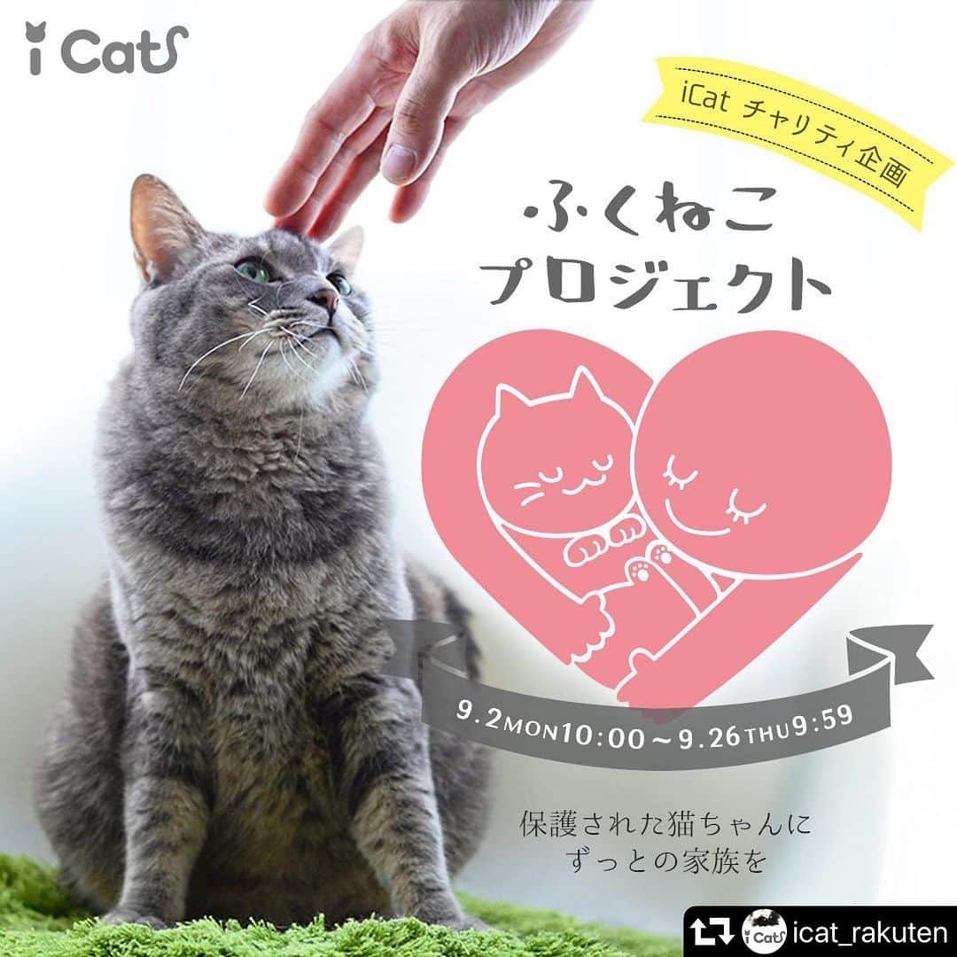 iDog&iCatさんのインスタグラム写真 - (iDog&iCatInstagram)「😺 楽天ICATでは、チャリティ企画「ふくねこプロジェクト」をおこなっております。 くわしくは、@icat_rakuten のアカウント又は楽天ICATのHPをご覧ください。 ・・・ 9月20日から26日は動物愛護週間です。 * たくさんの猫ちゃんたちの幸せと、ずっとの家族を応援したい…悲しい運命の猫が少しでも減り、幸せな猫が増えるように、そして人と猫が共に楽しく暮らせるようにiCatでは「ふくねこ(福猫)プロジェクト」と名づけたチャリティー企画を開始しました。 * 期間中、チャリティー対象商品をご購入されると、購入額から500円または300円が寄付される仕組みです。 * 寄付金額は商品によって異なり、300円と500円分の寄付対象のものからお選びいただけます。 寄付対象商品は、釣りざお猫じゃらしなどのおもちゃや、つめとぎ、キャリーバッグなどをご用意しております。 * 寄付金は、飼い主のいない(いなくなった)動物と新しい飼い主の間を取り持つ活動に使用されます。 （寄付先：公益財団法人 日本動物愛護協会） * 開催期間:9/2 10:00-9/26 9:59 期間中のご注文が寄付対象となります。 * チャリティー企画ページ https://www.rakuten.ne.jp/gold/icat/web/special/charity.html プロフィールURLからもアクセスできます。 ※IDOG&ICAT公式サイト・IDOG楽天店舗、YAHOO店舗でも同様の商品を取り扱っておりますが、寄付対象となるのはICAT楽天店舗で購入された商品のみとなっております。ご購入の際はご注意ください。 * IDOG&ICATスタッフの家の猫ちゃん達もほとんどが譲渡会や野良猫ちゃんを保護、譲渡でやって来た子たちです。 そんな風に、ずっとの家族が増えることを願って、今月のICATではチャリティー企画を計画いたしました。 * #IDOGICAT #猫グッズICAT #猫 #ねこ #チャリティ #保護猫 #動物愛護週間 #寄付 #ふくねこプロジェクト」9月2日 12時57分 - idogicat