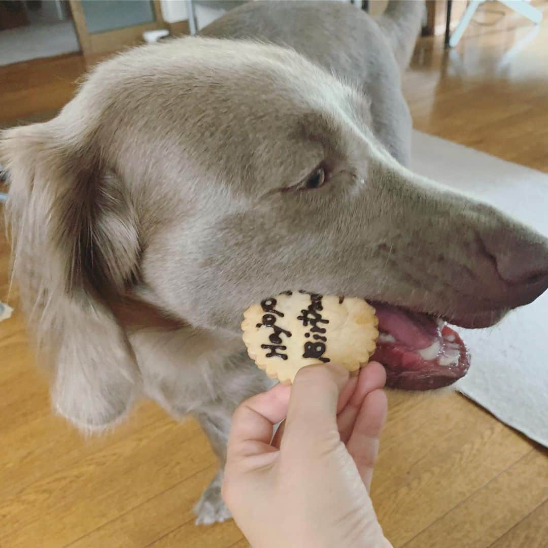 宮前真樹さんのインスタグラム写真 - (宮前真樹Instagram)「#お誕生日ケーキ 仲良しのワイマさん10歳のお誕生日に 犬用手作りケーキをプレゼントしました♡. . 5号サイズのお食事ケーキ 下段-鶏むね肉ミートローフ 真ん中-お芋ココナッツ 上段-サーモンのムース 水切りヨーグルトのクリーム ちょっと焼き縮みした所はクリームで補正。  飾りクッキーは米粉 メッセージクッキーは小麦粉と米粉 文字描きはキャロブパウダー。 #犬ケーキ #お誕生日犬ケーキ  #手作り犬ケーキ #お食事ケーキ #手作り犬ごはん  #ワイマラナー #ワイマラナーロングヘアード  #大型犬のいる暮らし  #人も食べられる食材 #人も犬も一緒にね ❺お味チェック担当のエルマーさん🐕」9月2日 13時02分 - miyamaemaki0116